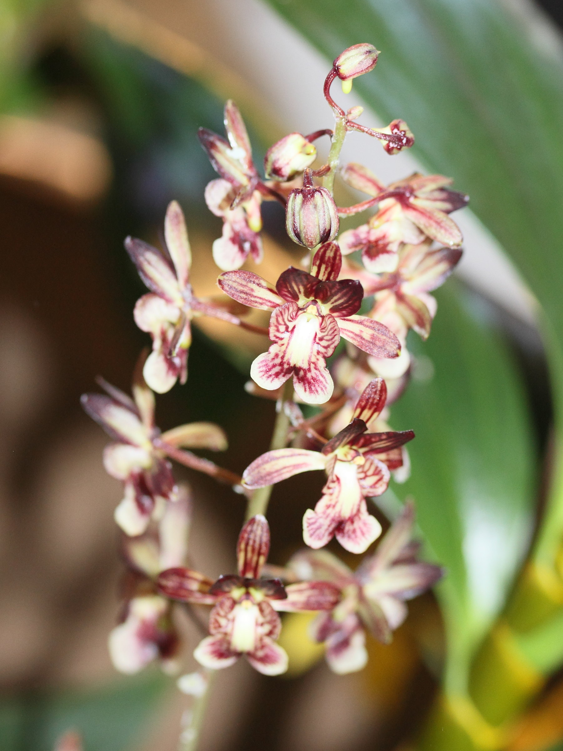 Afficher le média oeceoclades_saundersiana1md oeceoclades_saundersiana1md