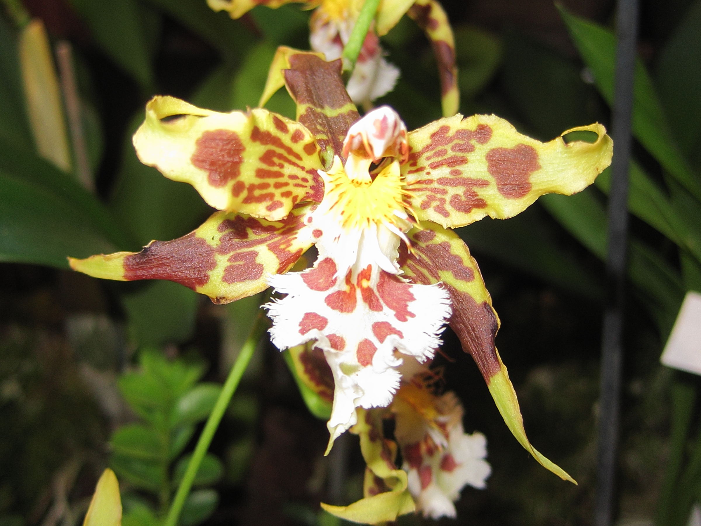 oncidium_hallii1bd