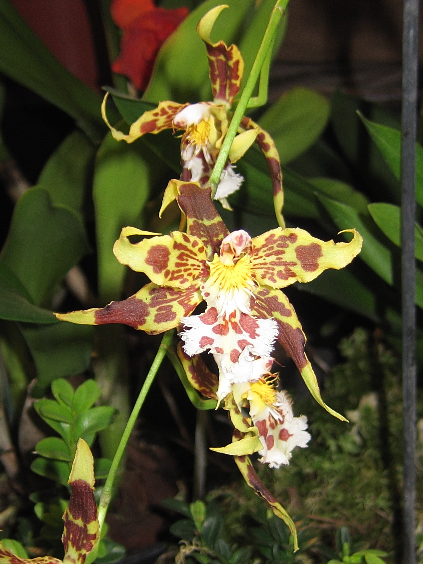 oncidium_hallii2bd