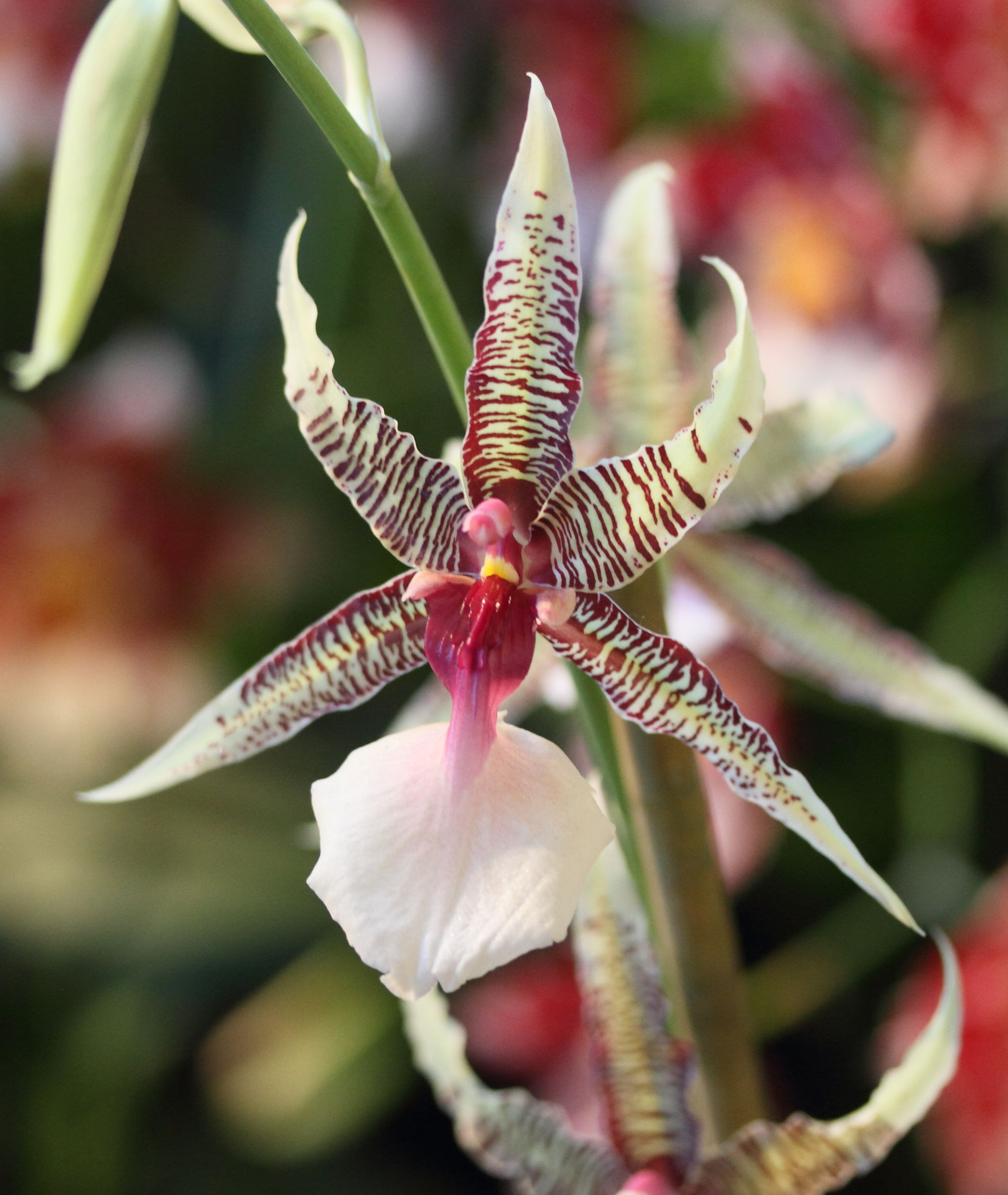 oncidium_hastilabium1md