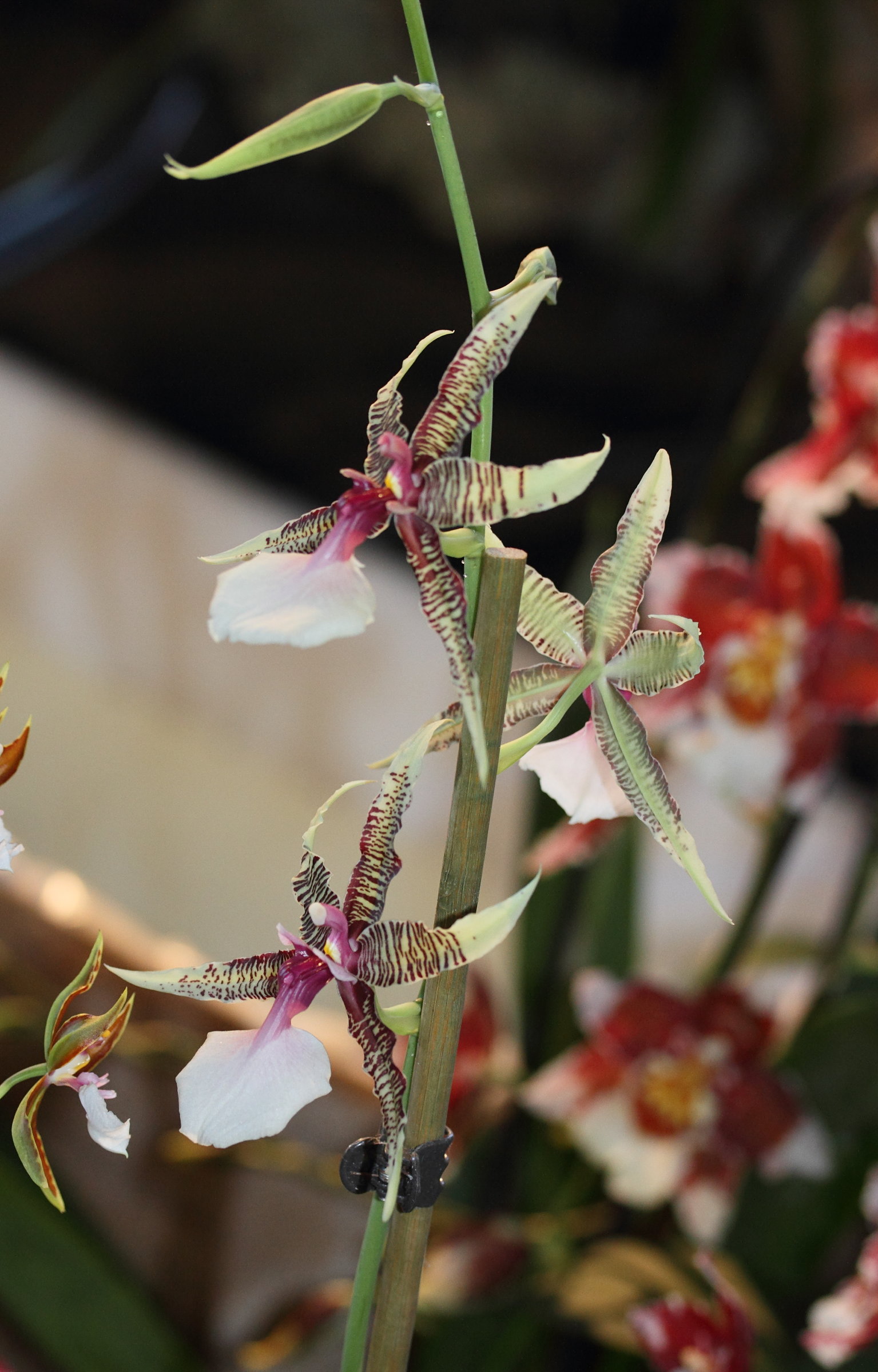 oncidium_hastilabium2md