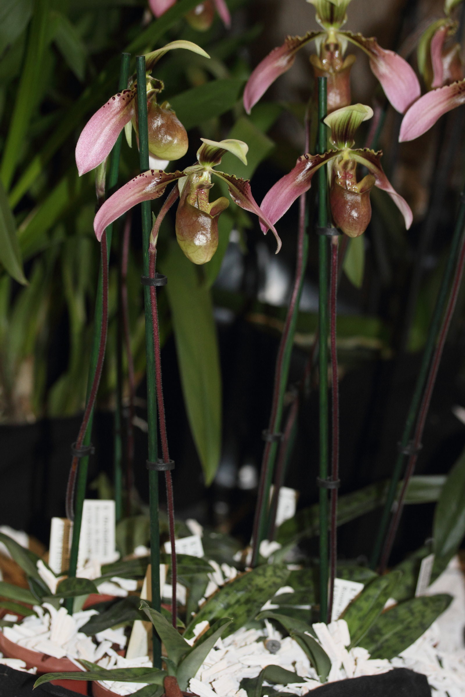 Afficher le média paphiopedilum_appletonianum1md paphiopedilum_appletonianum1md