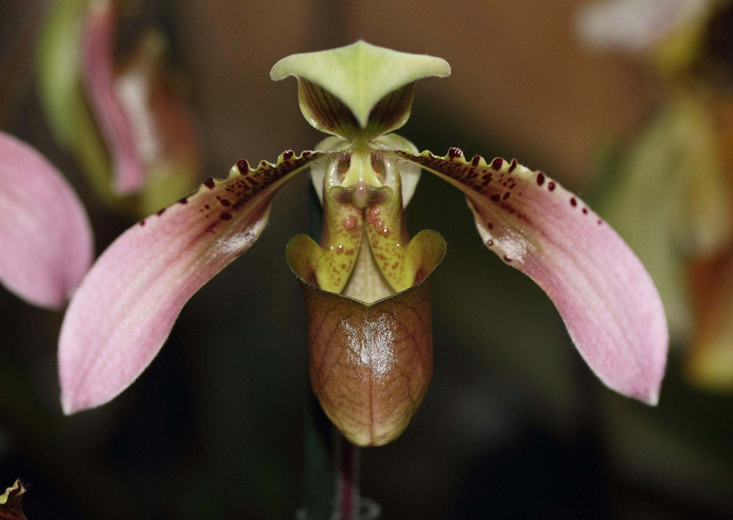 Afficher le média paphiopedilum_appletonianum2md paphiopedilum_appletonianum2md