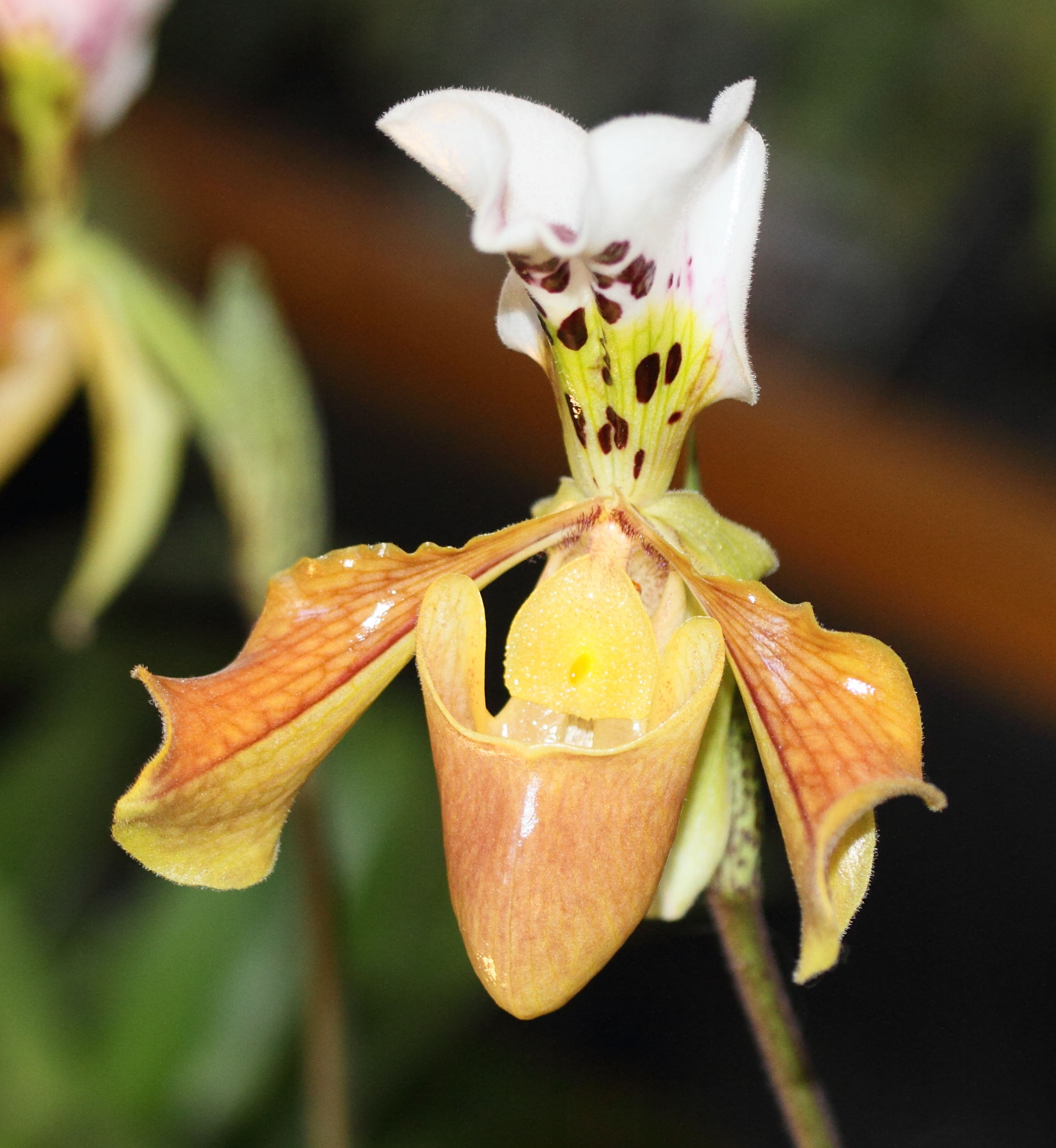 Afficher le média paphiopedilum_gratrixianum1md paphiopedilum_gratrixianum1md