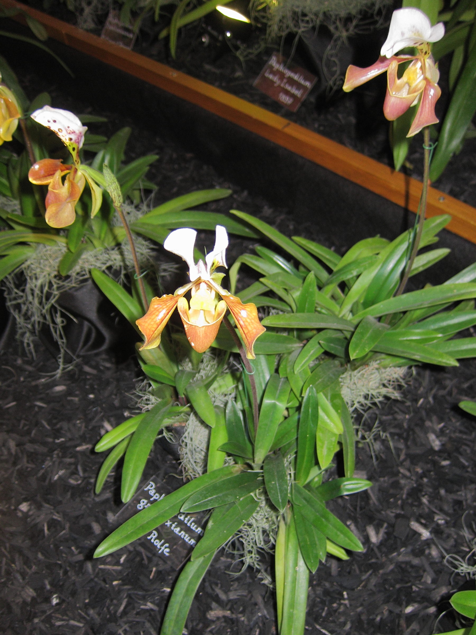 Afficher le média paphiopedilum_gratrixianum2bd paphiopedilum_gratrixianum2bd