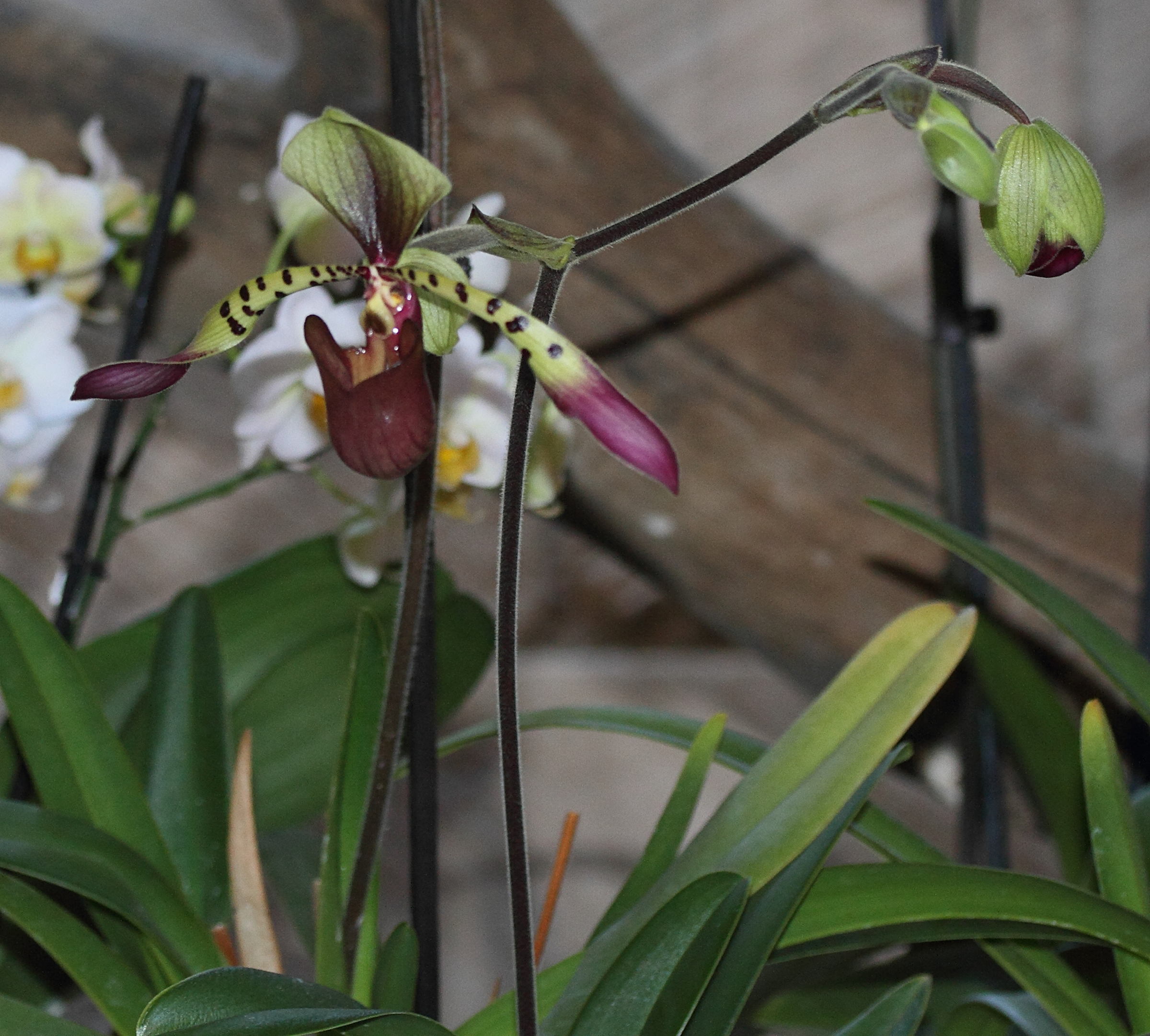 Afficher le média paphiopedilum_lowii1md paphiopedilum_lowii1md