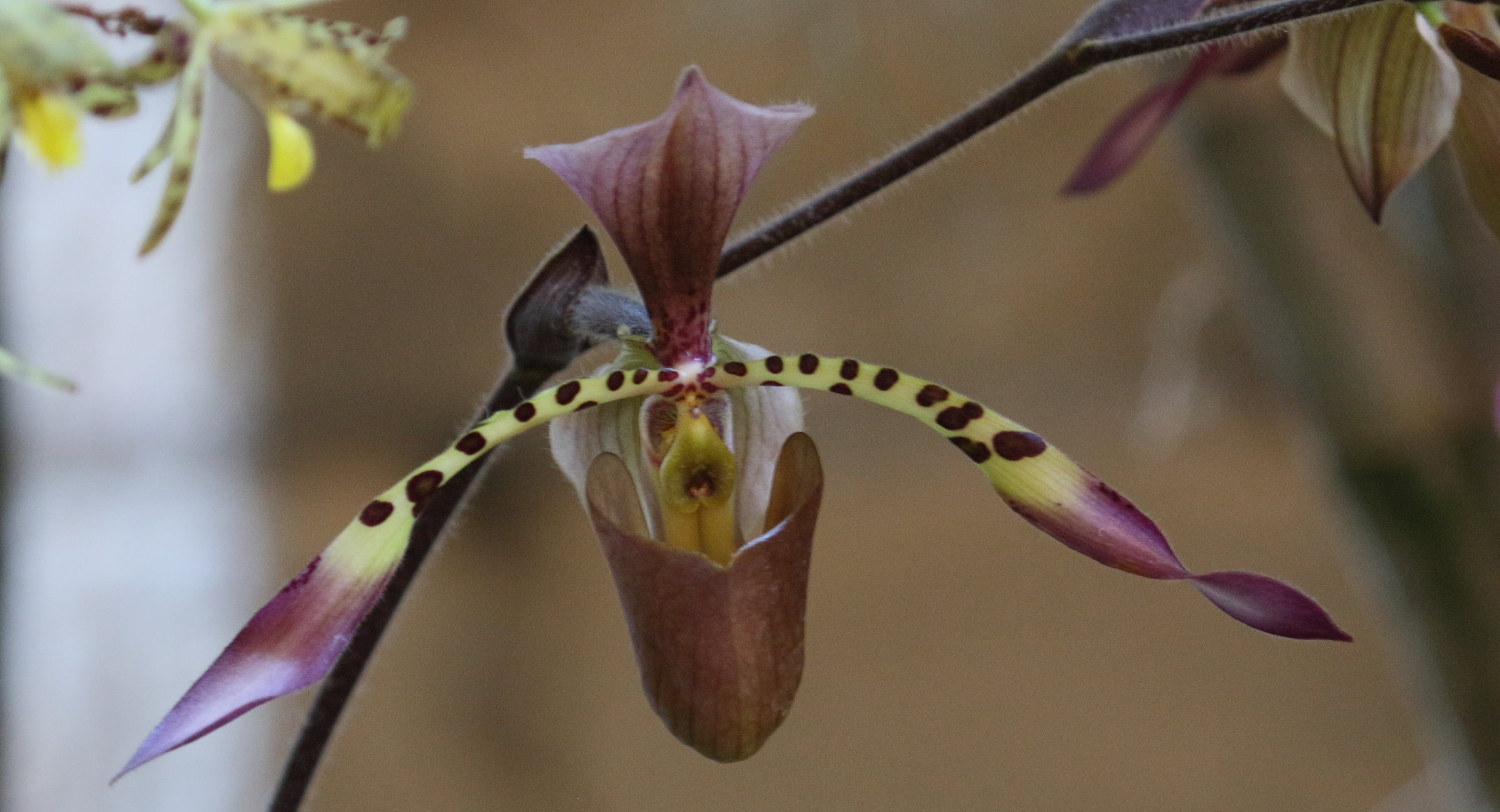 Afficher le média paphiopedilum_lowii2bd paphiopedilum_lowii2bd