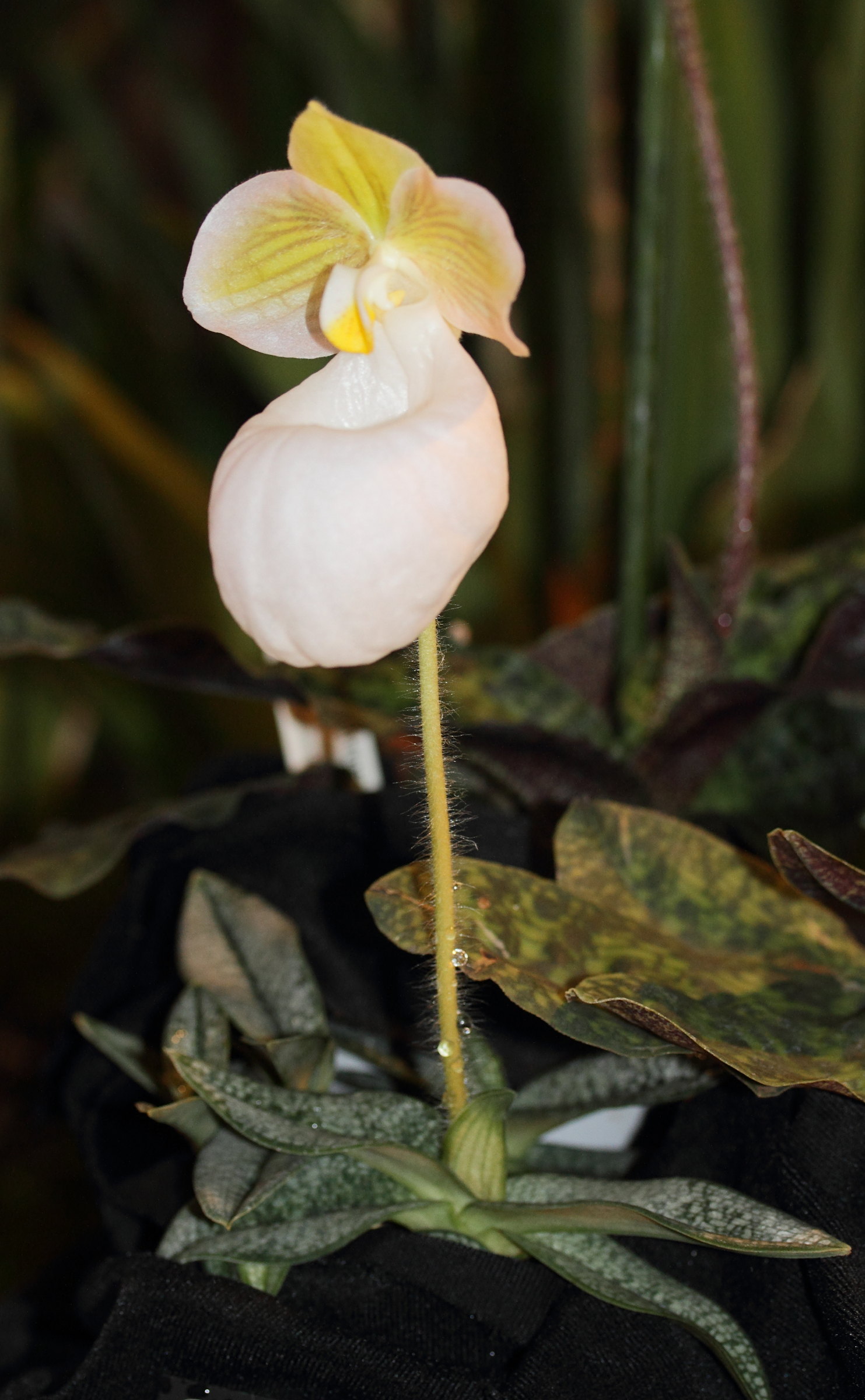 Afficher le média paphiopedilum_micranthum1md paphiopedilum_micranthum1md