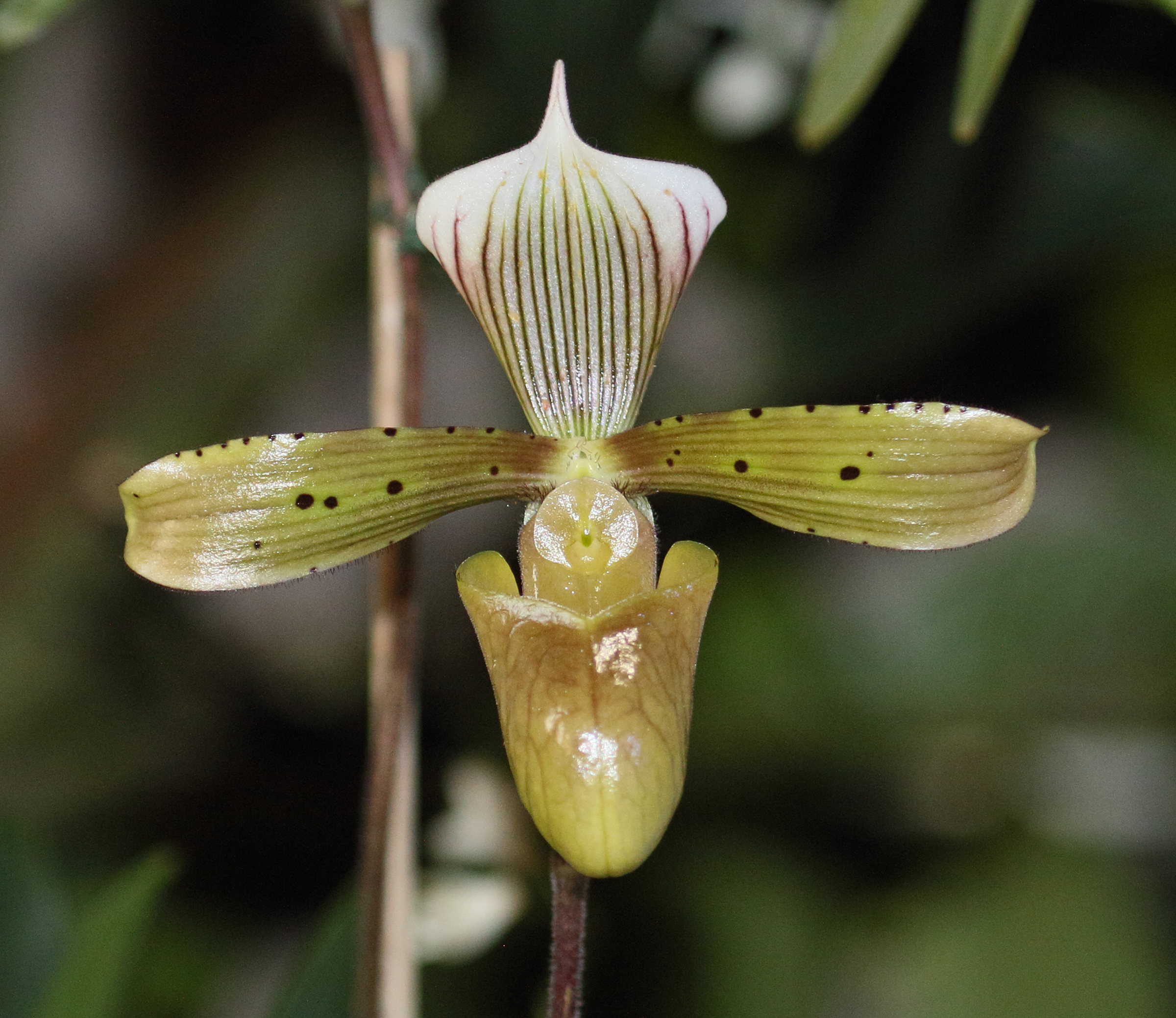 Afficher le média paphiopedilum_tonsum1bd paphiopedilum_tonsum1bd