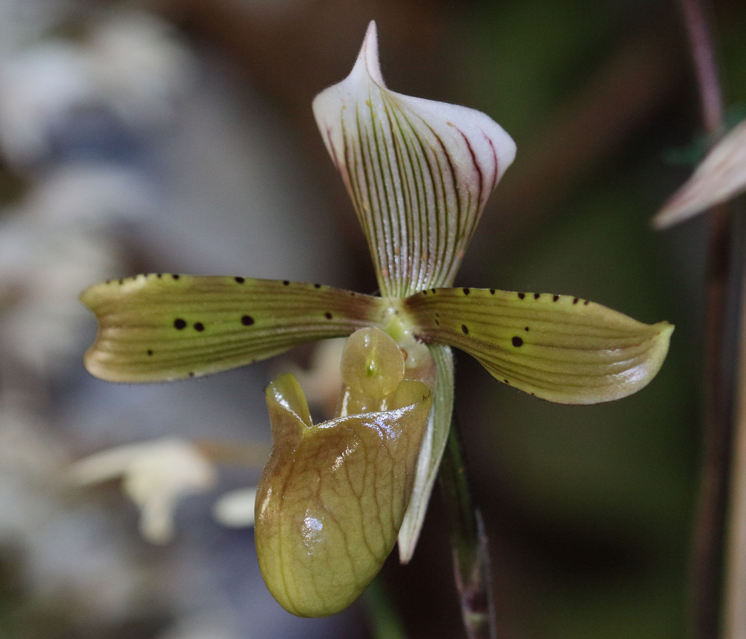 Afficher le média paphiopedilum_tonsum2bd paphiopedilum_tonsum2bd