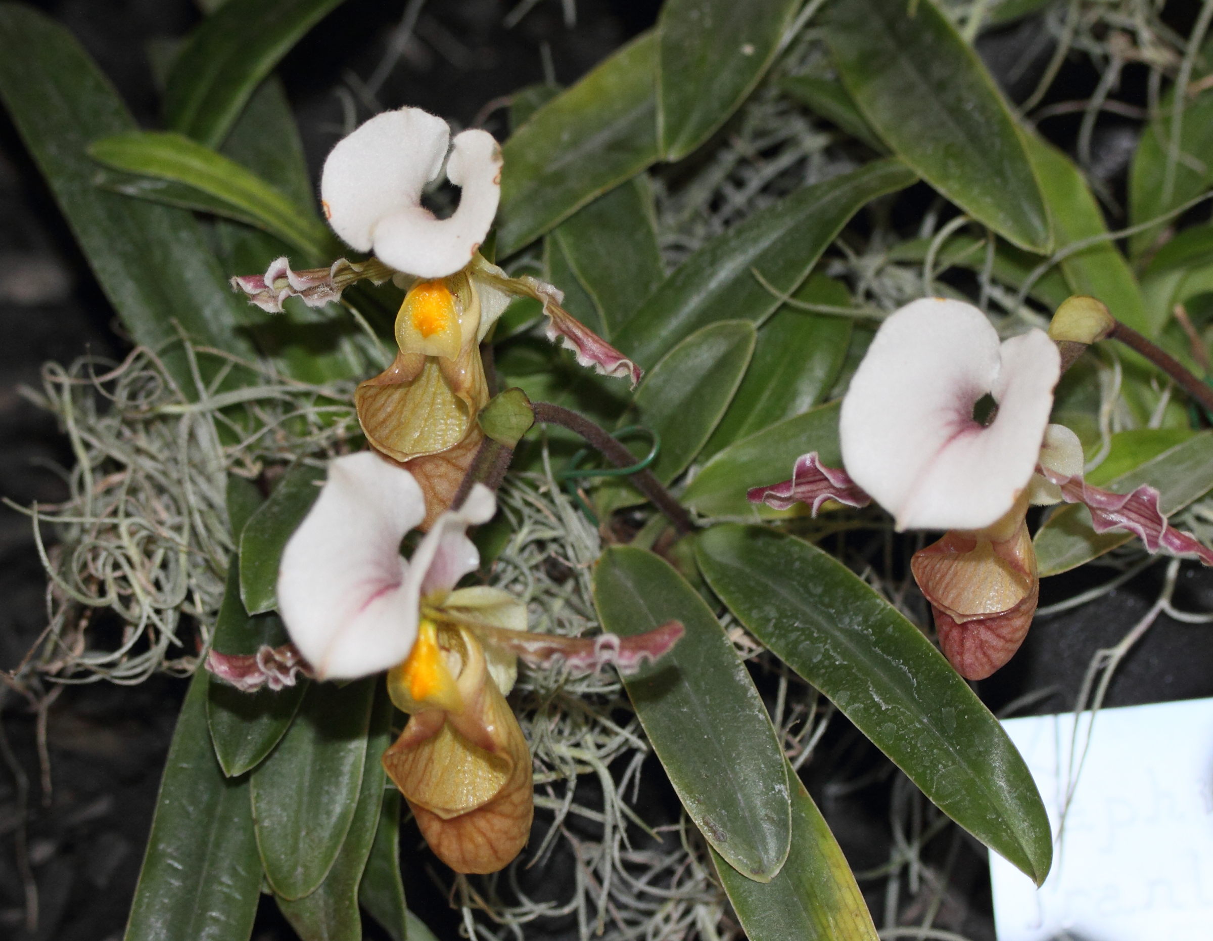 paphiopedilum_translienianum1md