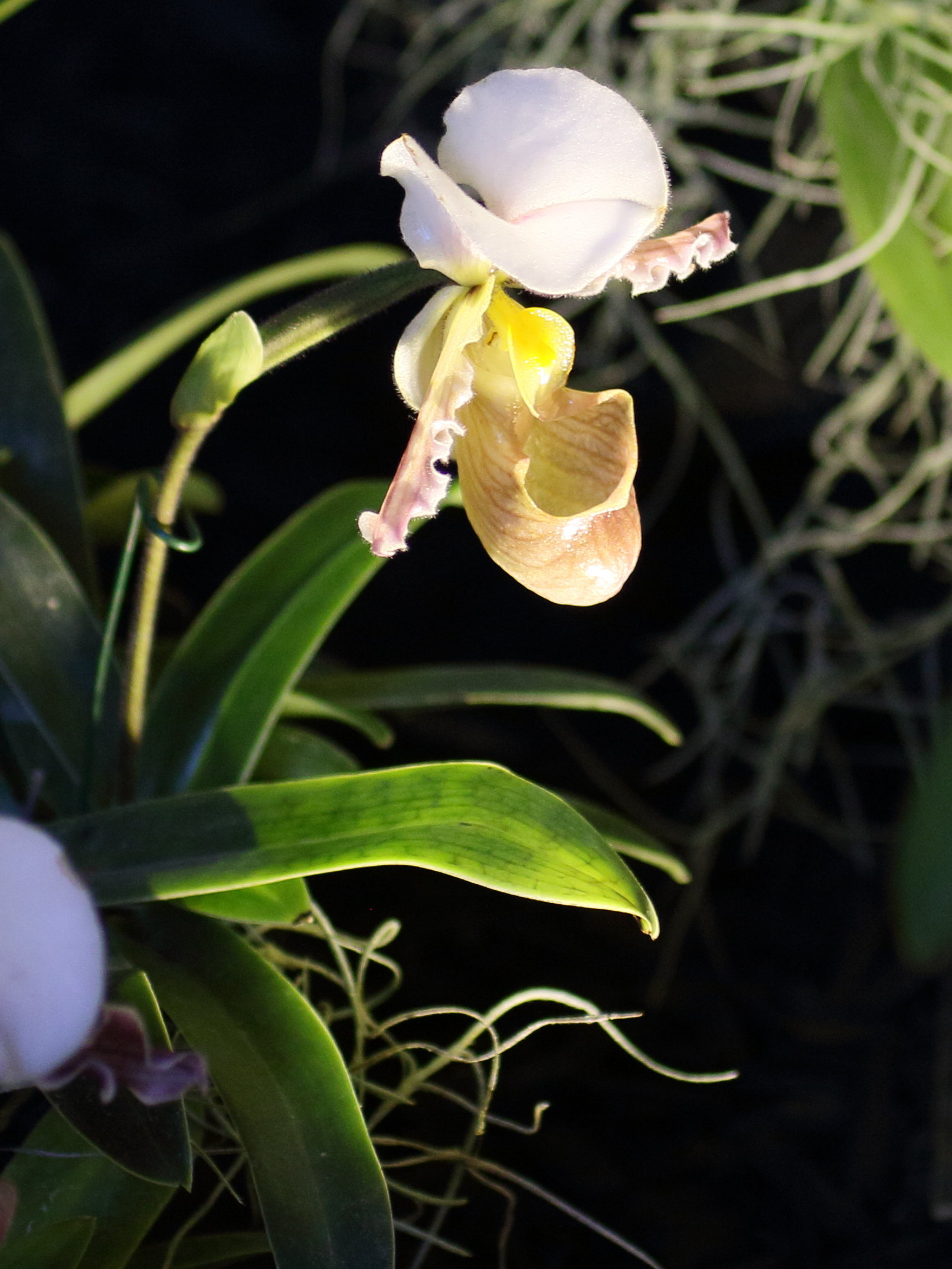 paphiopedilum_translienianum2bd