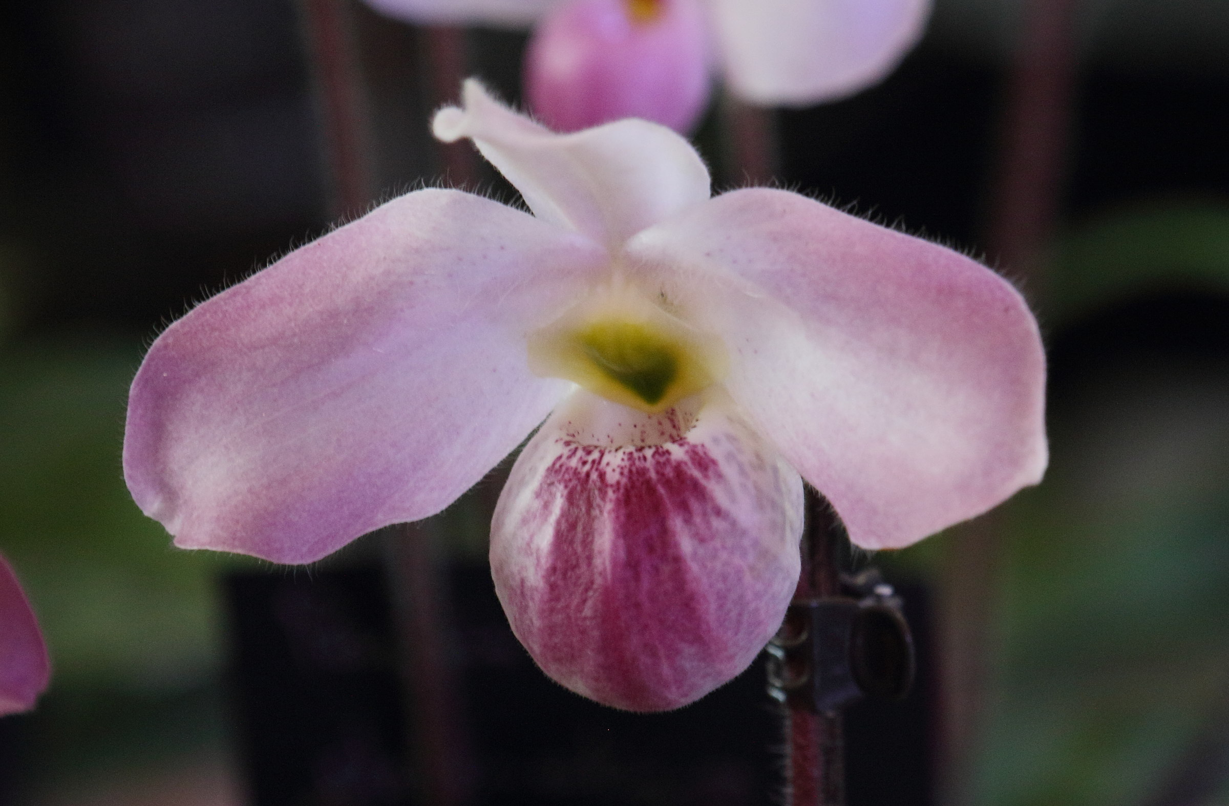 Afficher le média paphiopedilum_vietnamense1bd paphiopedilum_vietnamense1bd