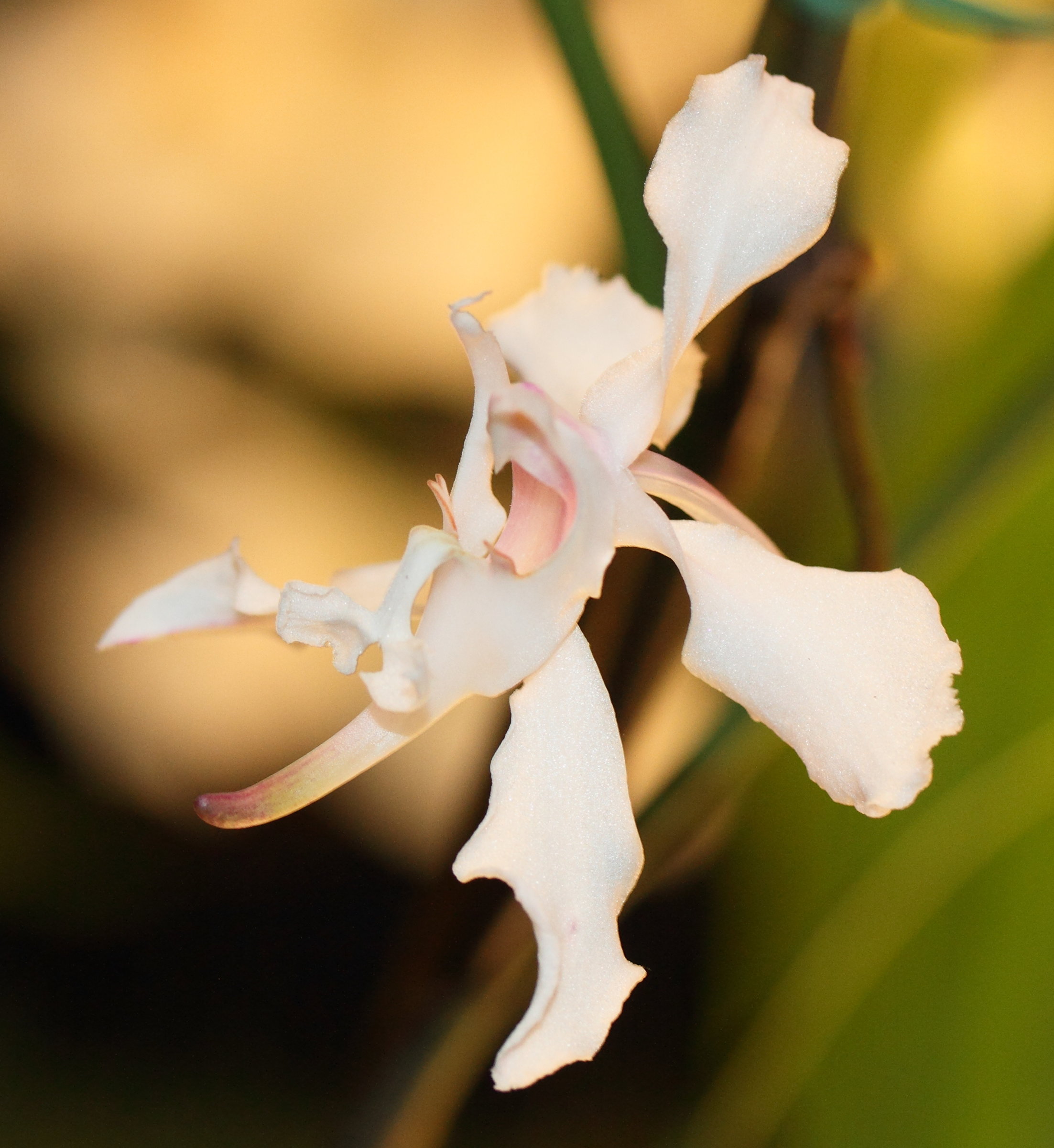 Afficher le média papilionanthe_vandarum1md papilionanthe_vandarum1md