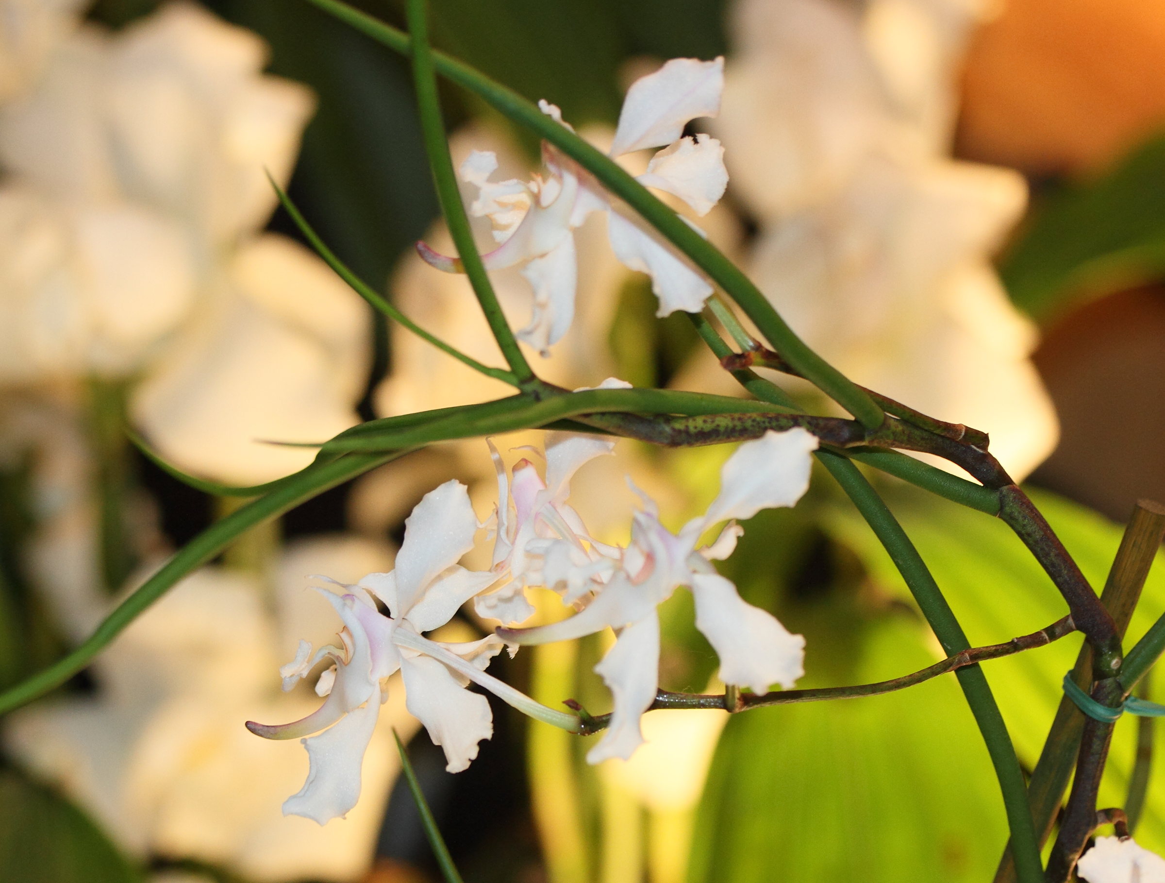 Afficher le média papilionanthe_vandarum2md papilionanthe_vandarum2md