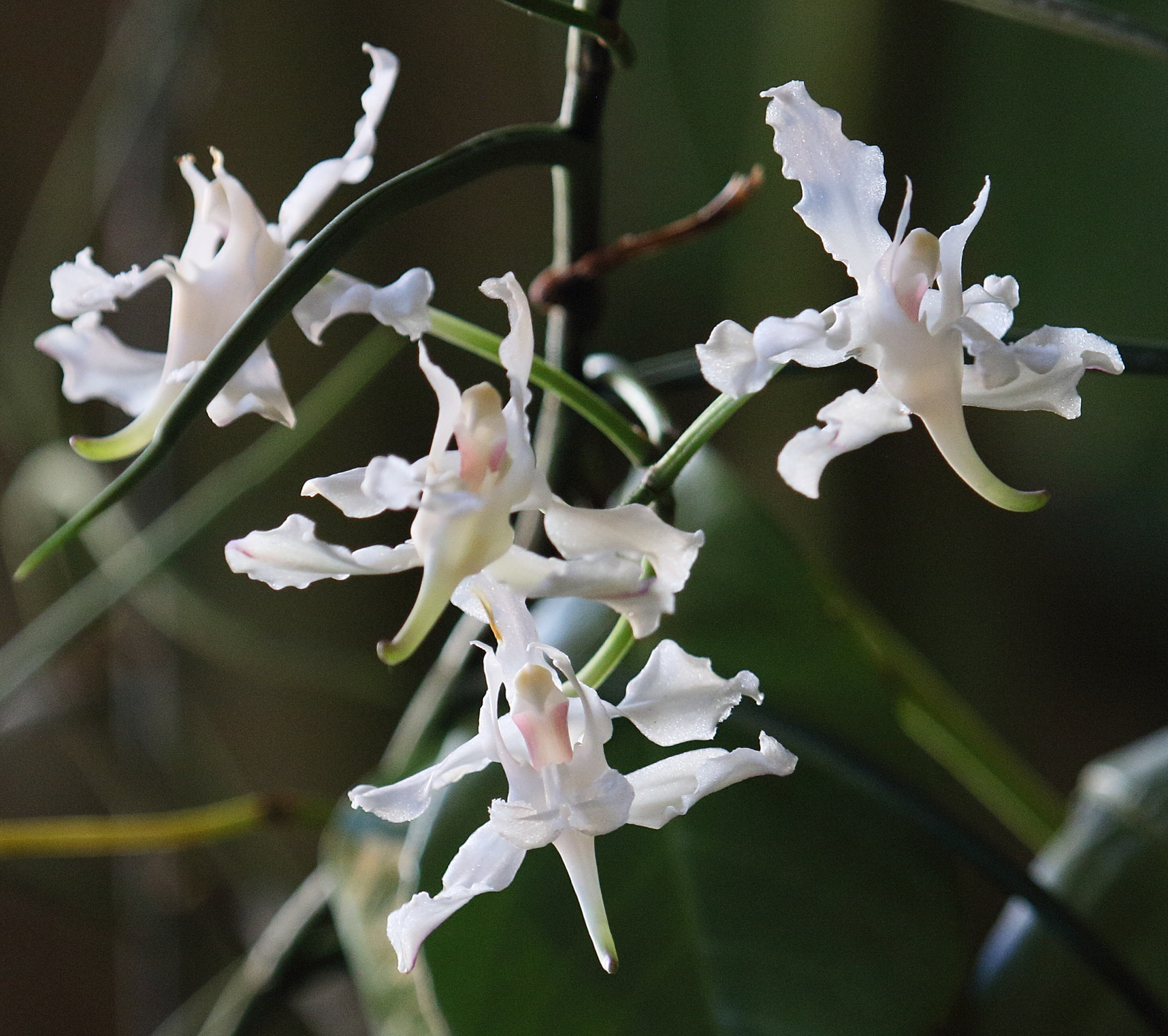 Afficher le média papilionanthe_vandarum3bd papilionanthe_vandarum3bd