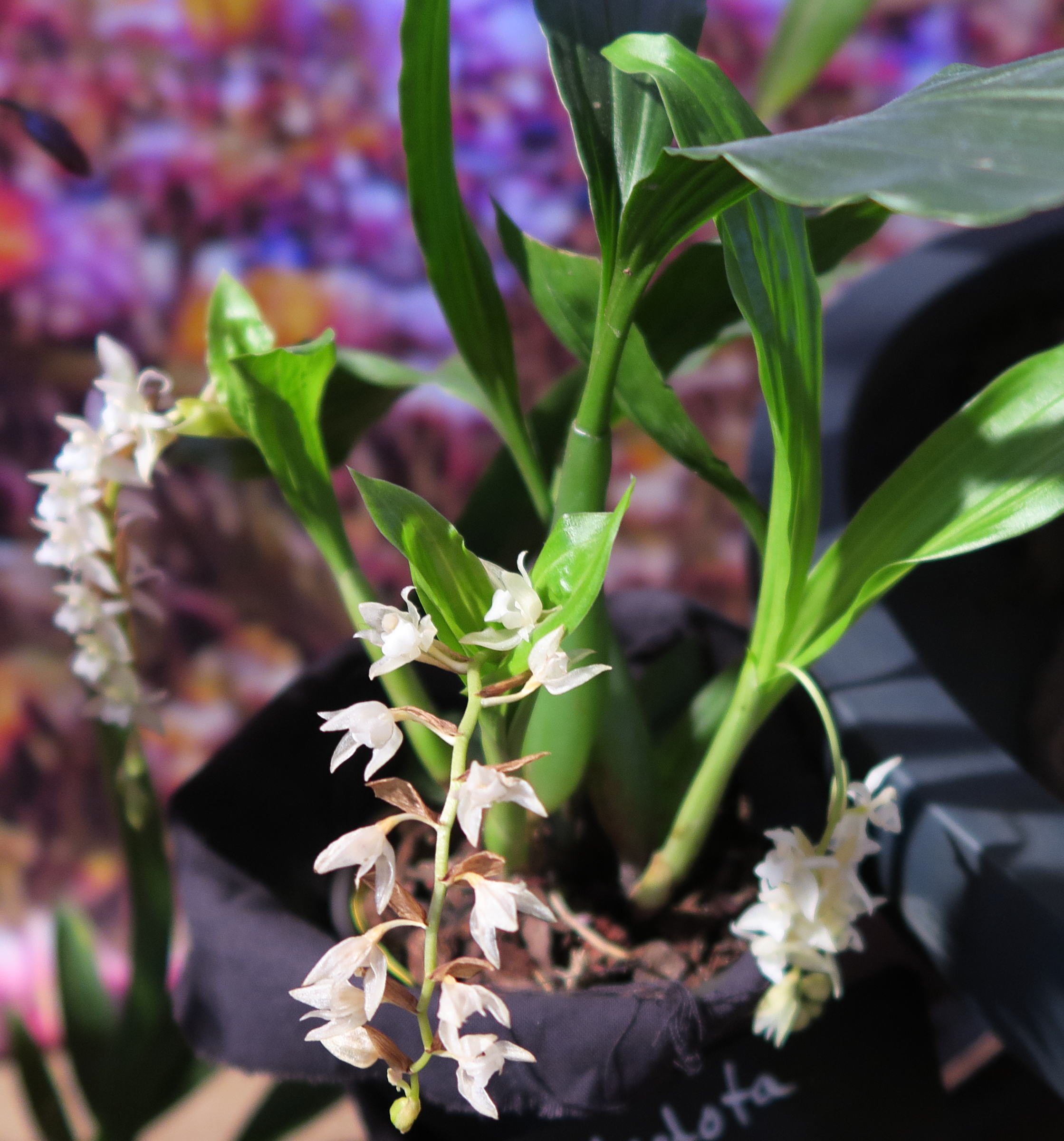 pholidota_chinensis1md