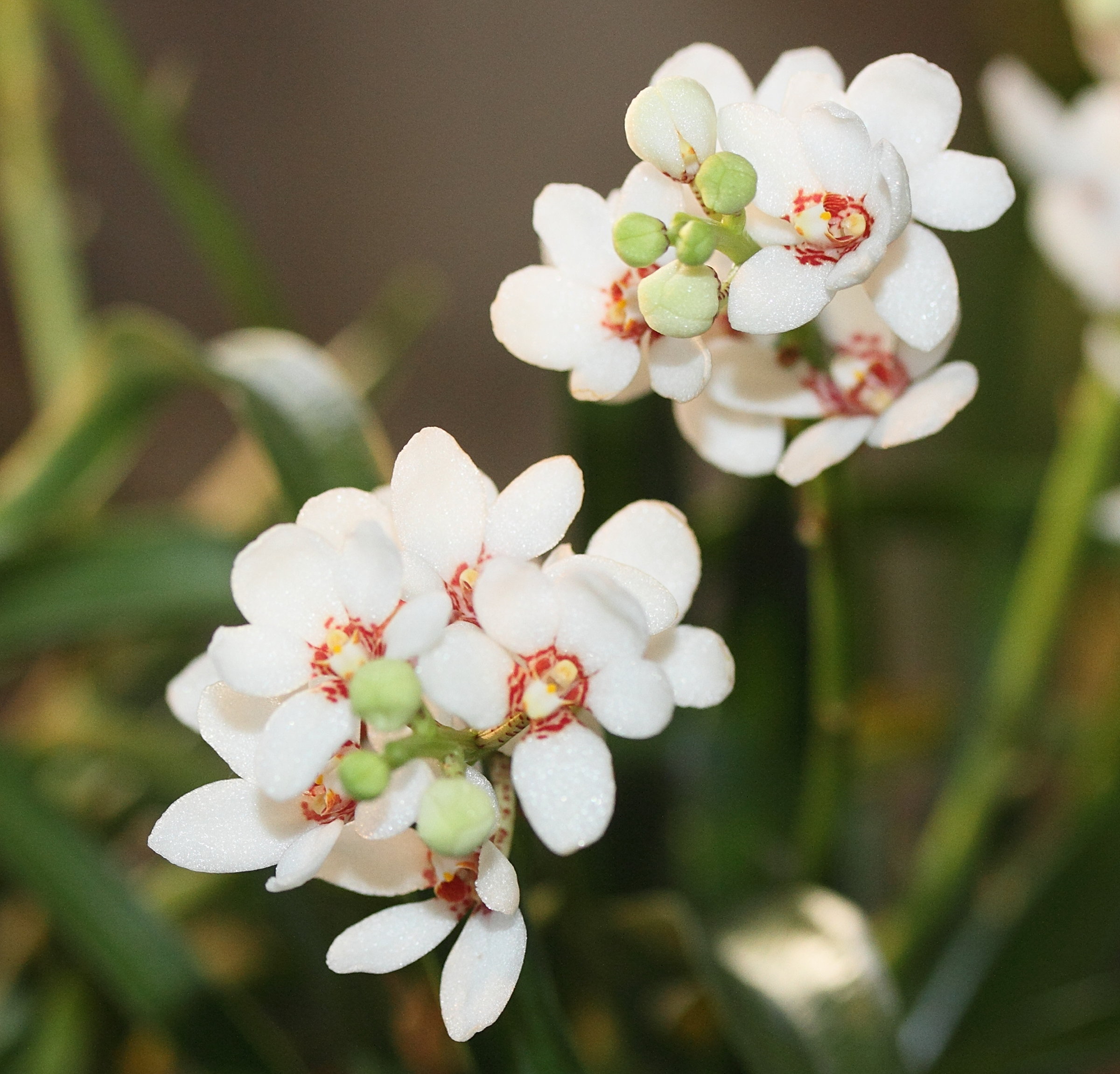 Afficher le média sarcochilus_hartmannii3md sarcochilus_hartmannii3md