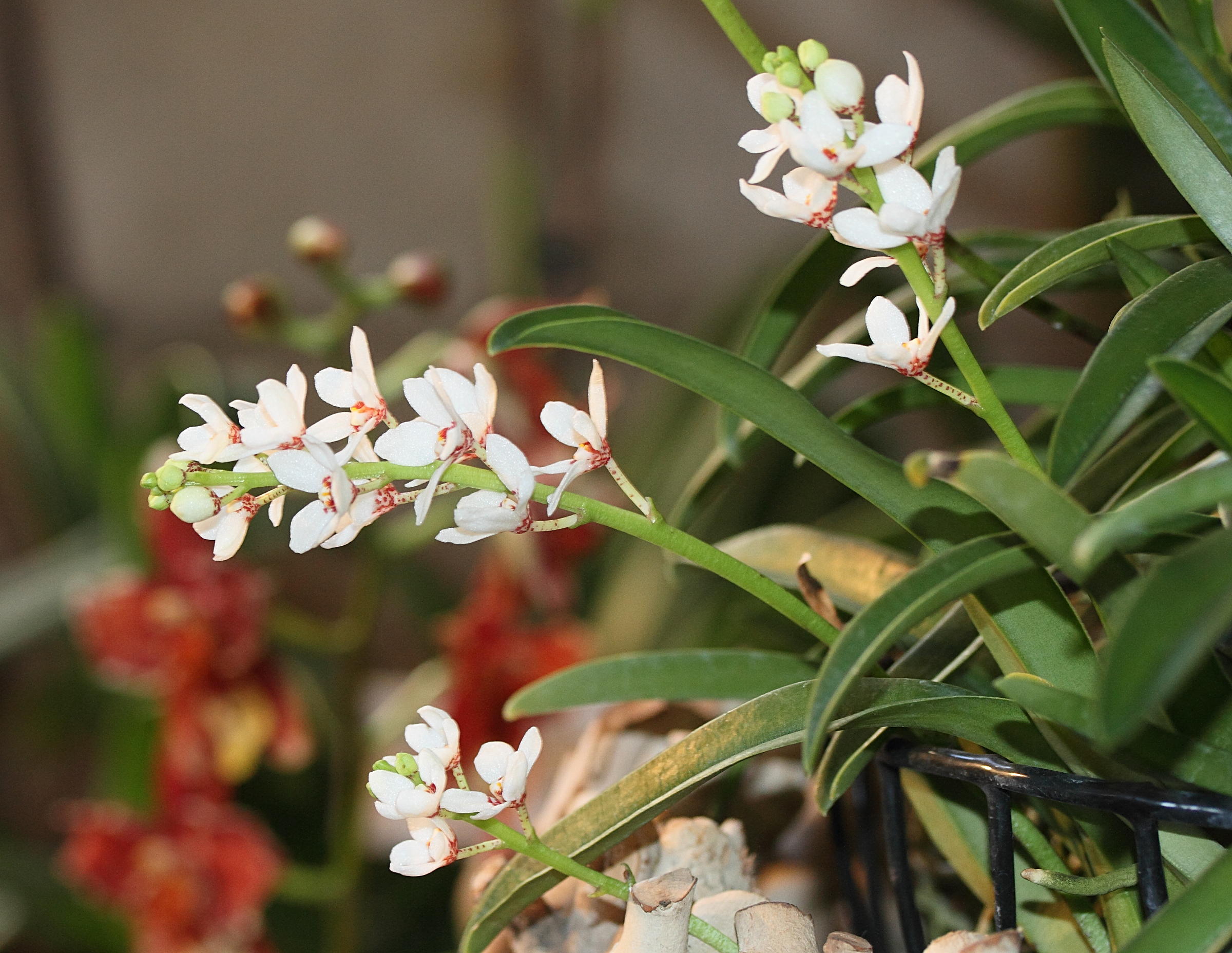 Afficher le média sarcochilus_hartmannii4md sarcochilus_hartmannii4md