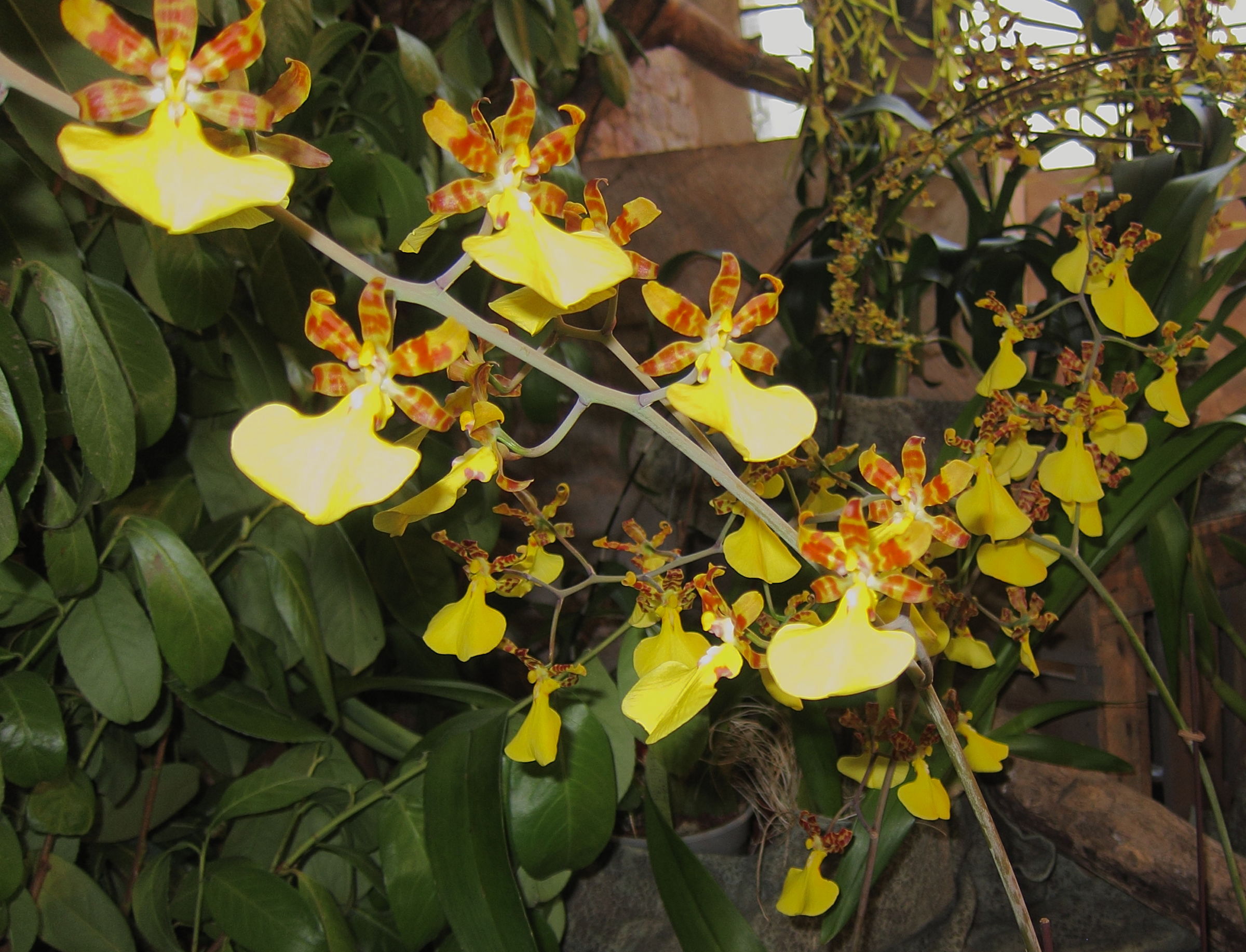 Afficher le média trichocentrum_splendidum1bd trichocentrum_splendidum1bd