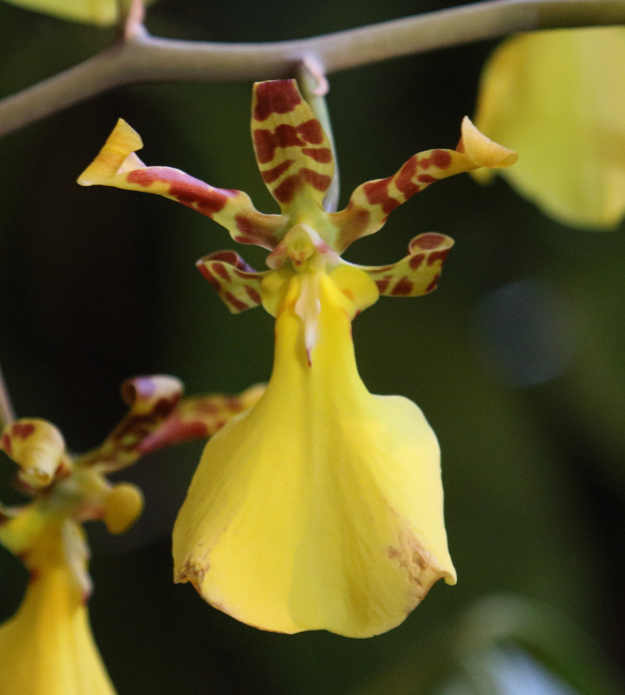 Afficher le média trichocentrum_splendidum2bd trichocentrum_splendidum2bd