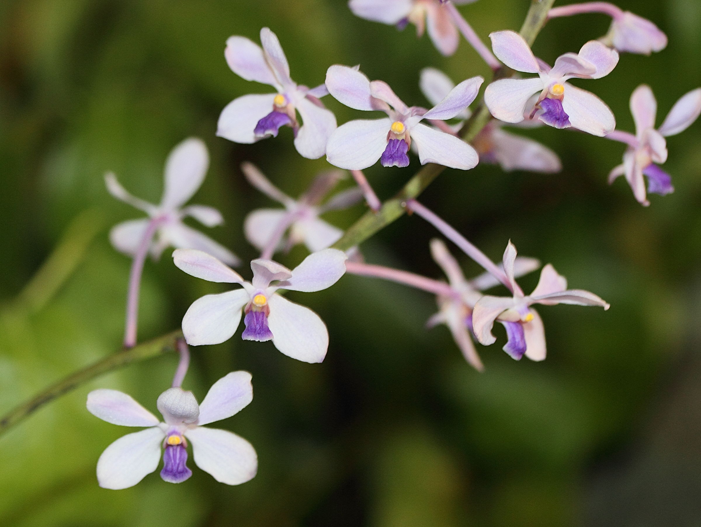 vanda_coerulescens1md
