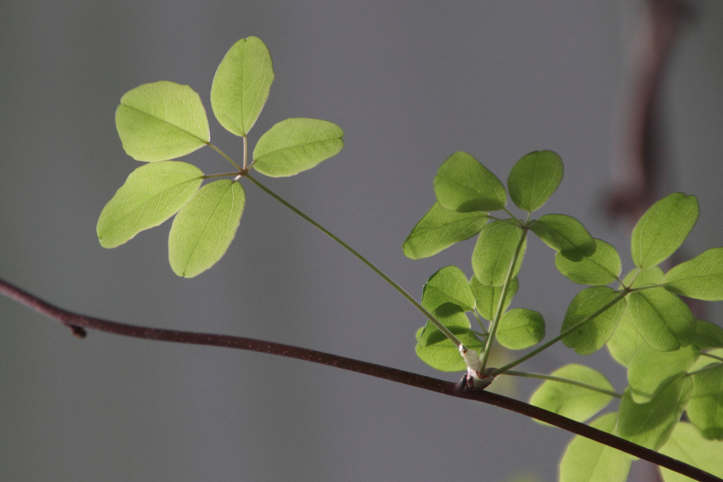 Afficher le média akebia_quinata3md akebia_quinata3md