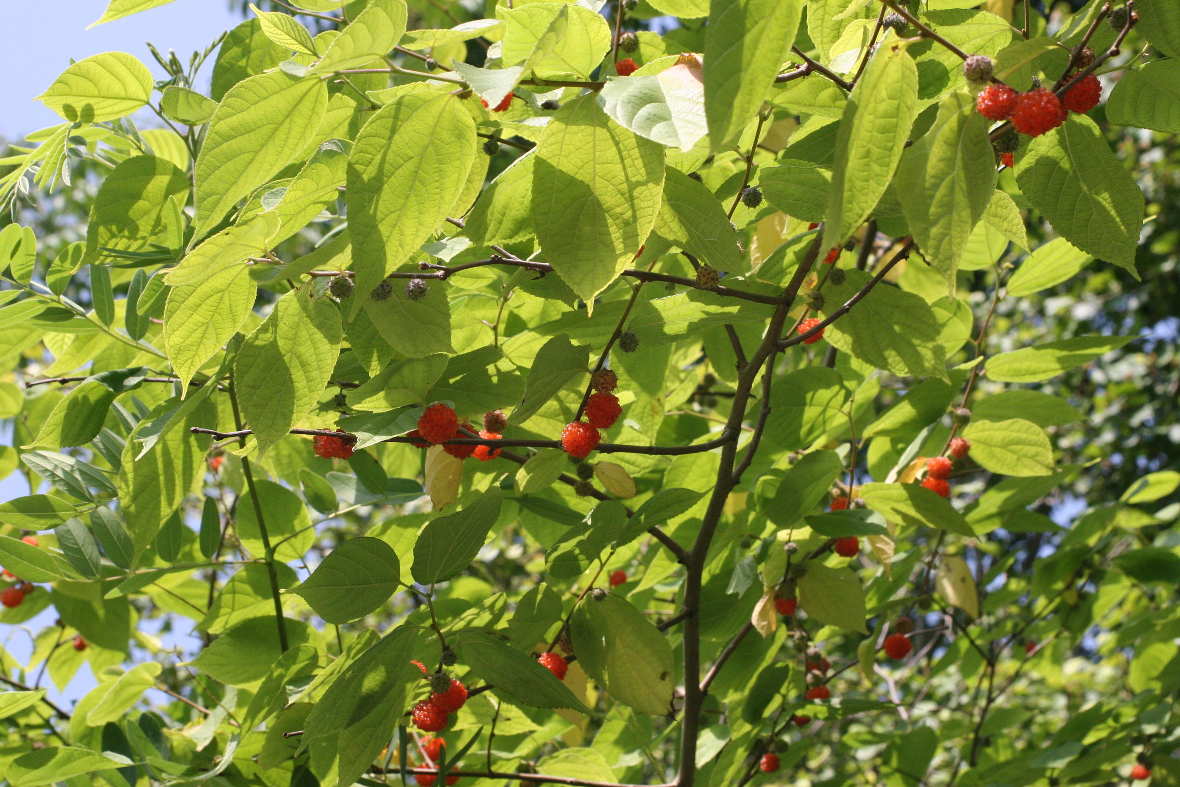 broussonetia_kazinoki1md