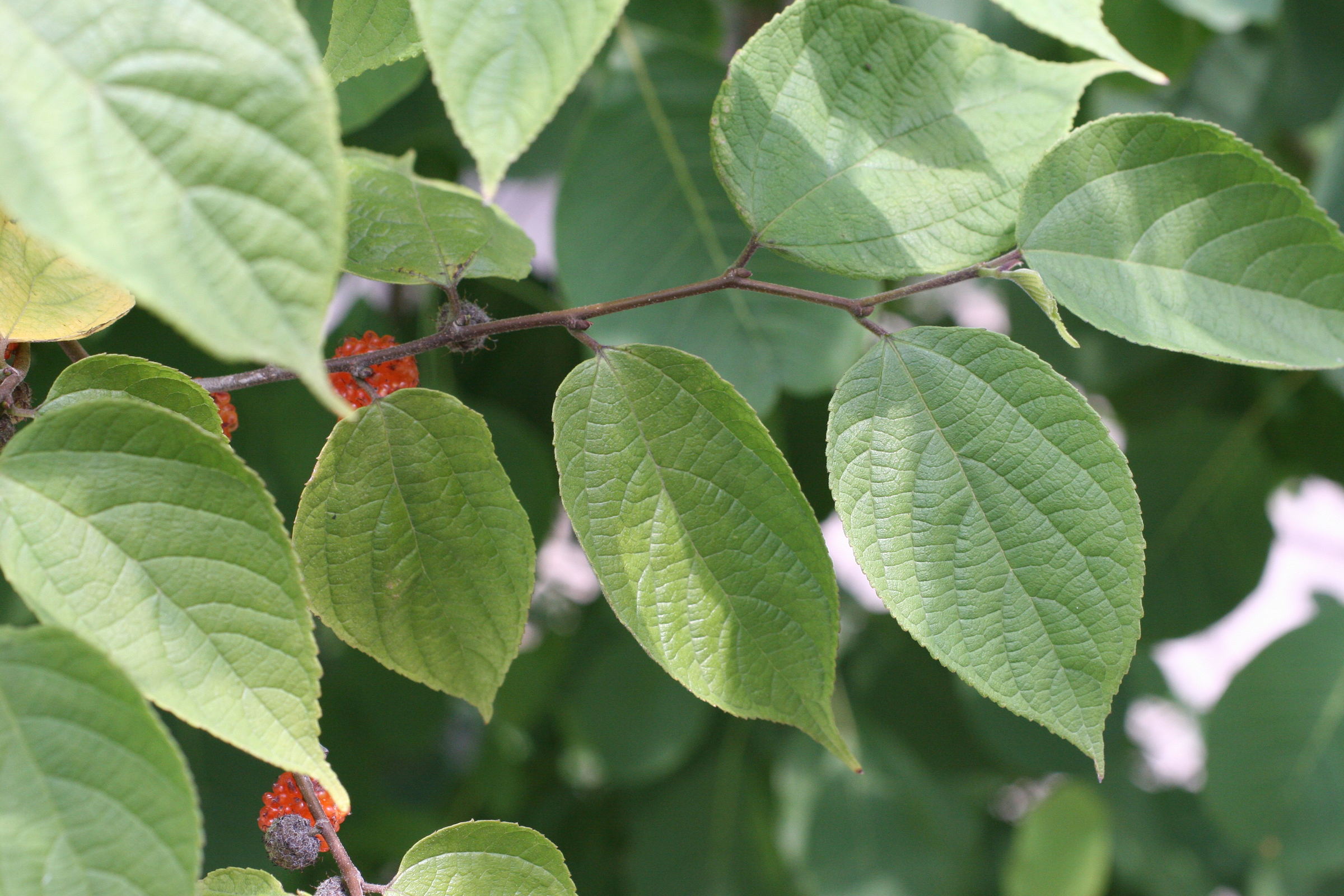 broussonetia_kazinoki2md