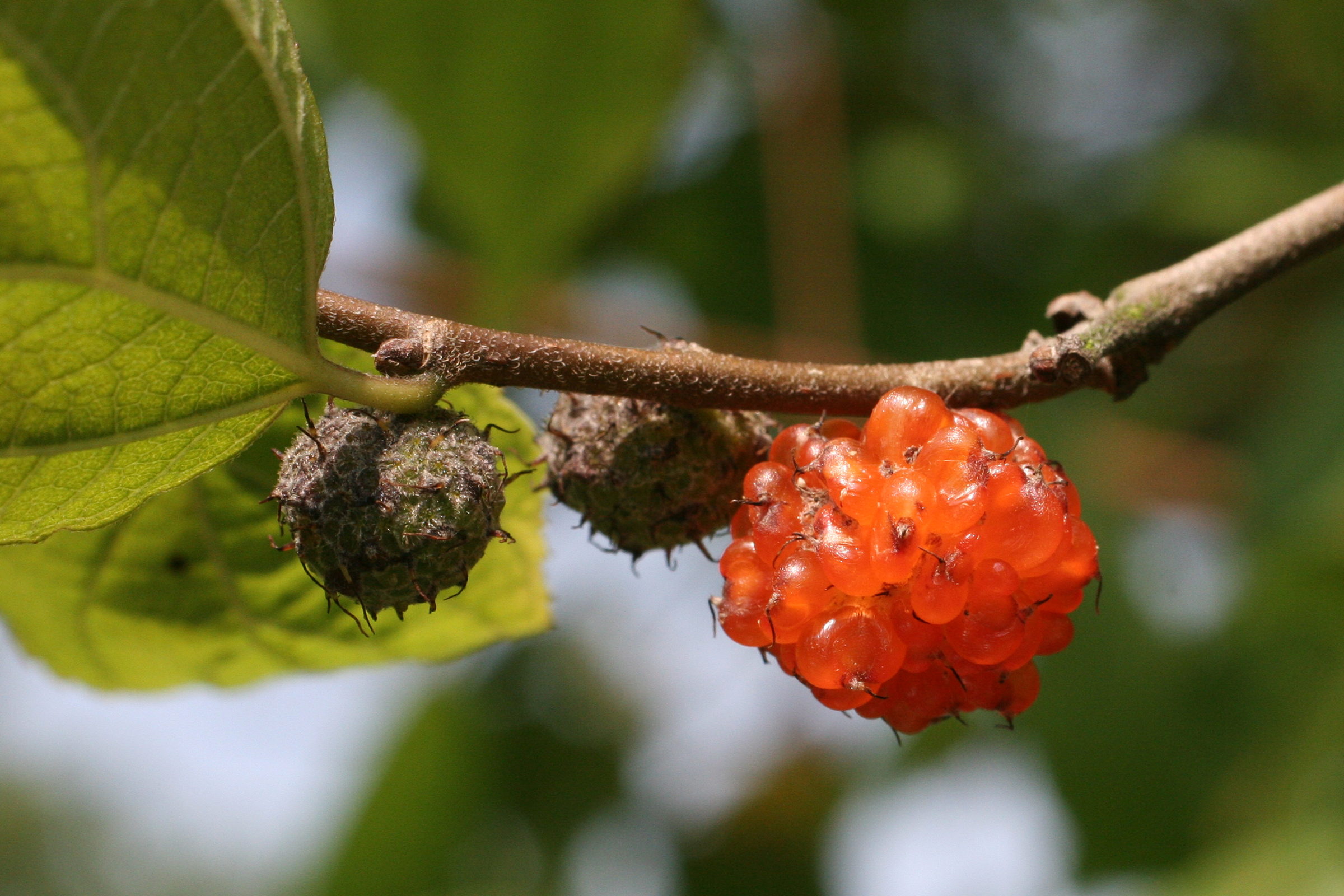 broussonetia_kazinoki3md