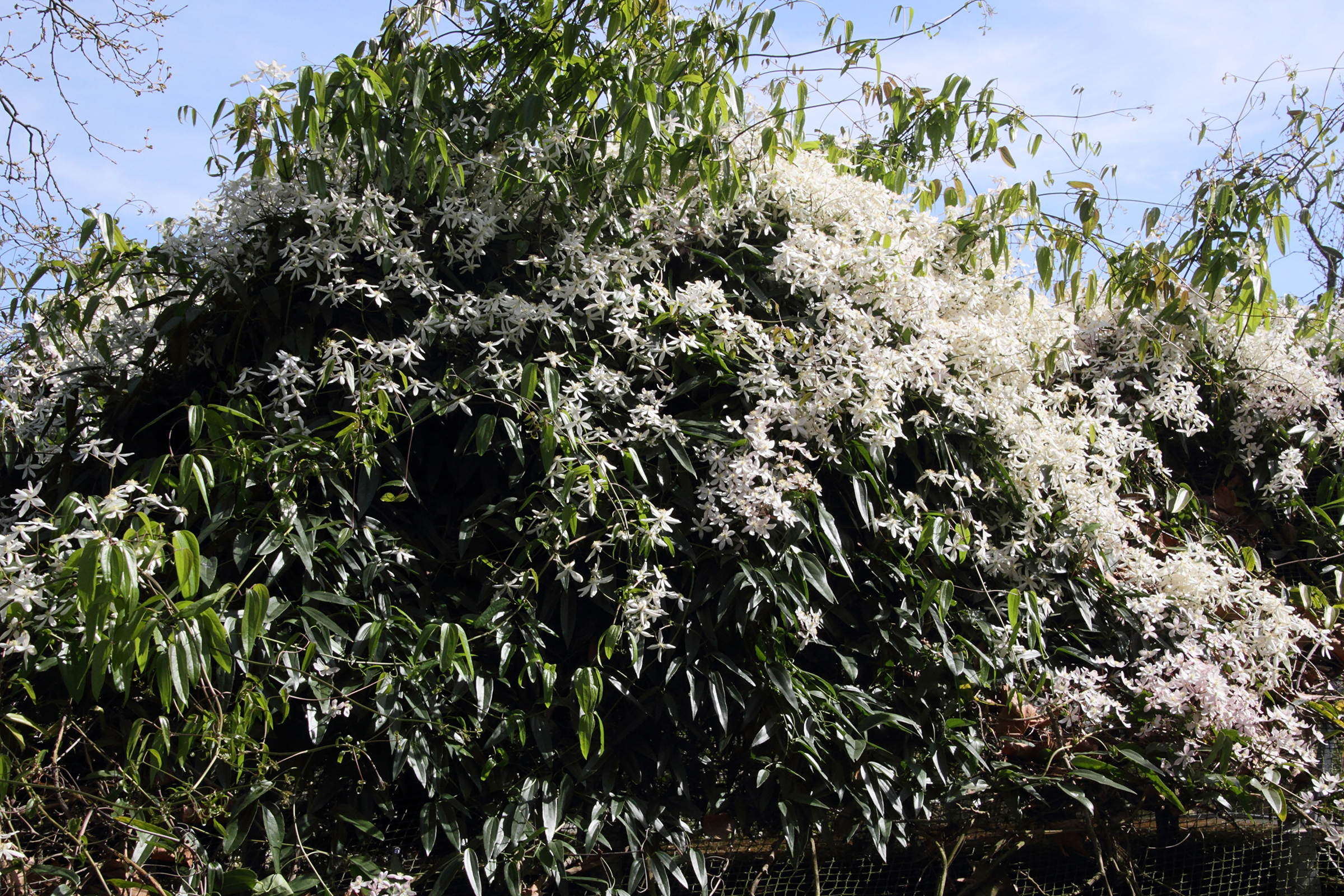 clematis_armandii1md
