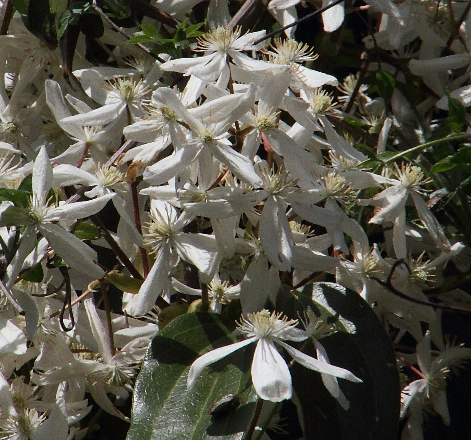 clematis_armandii2md