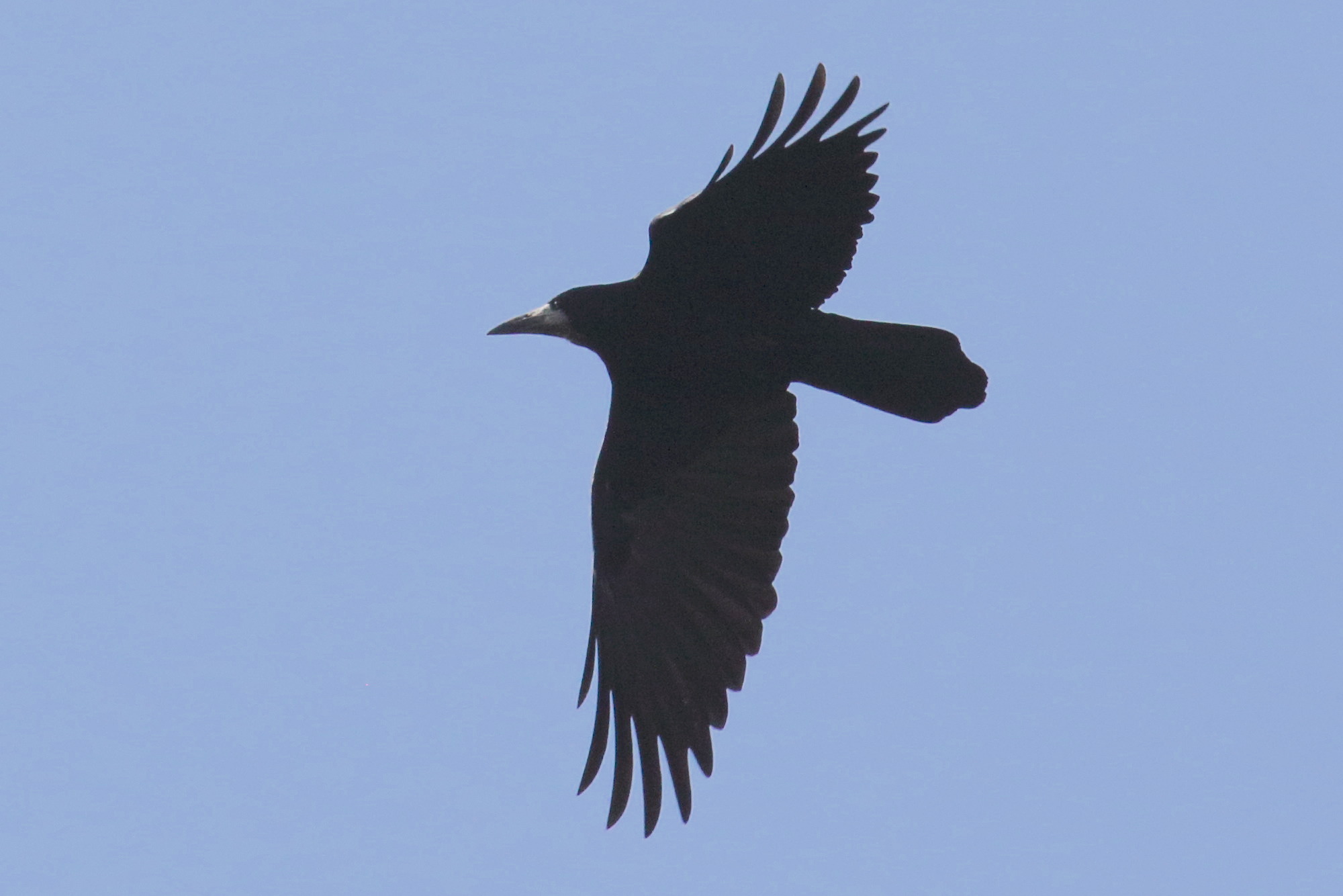 corbeau_freux_-_corvus_frugilegus5bd