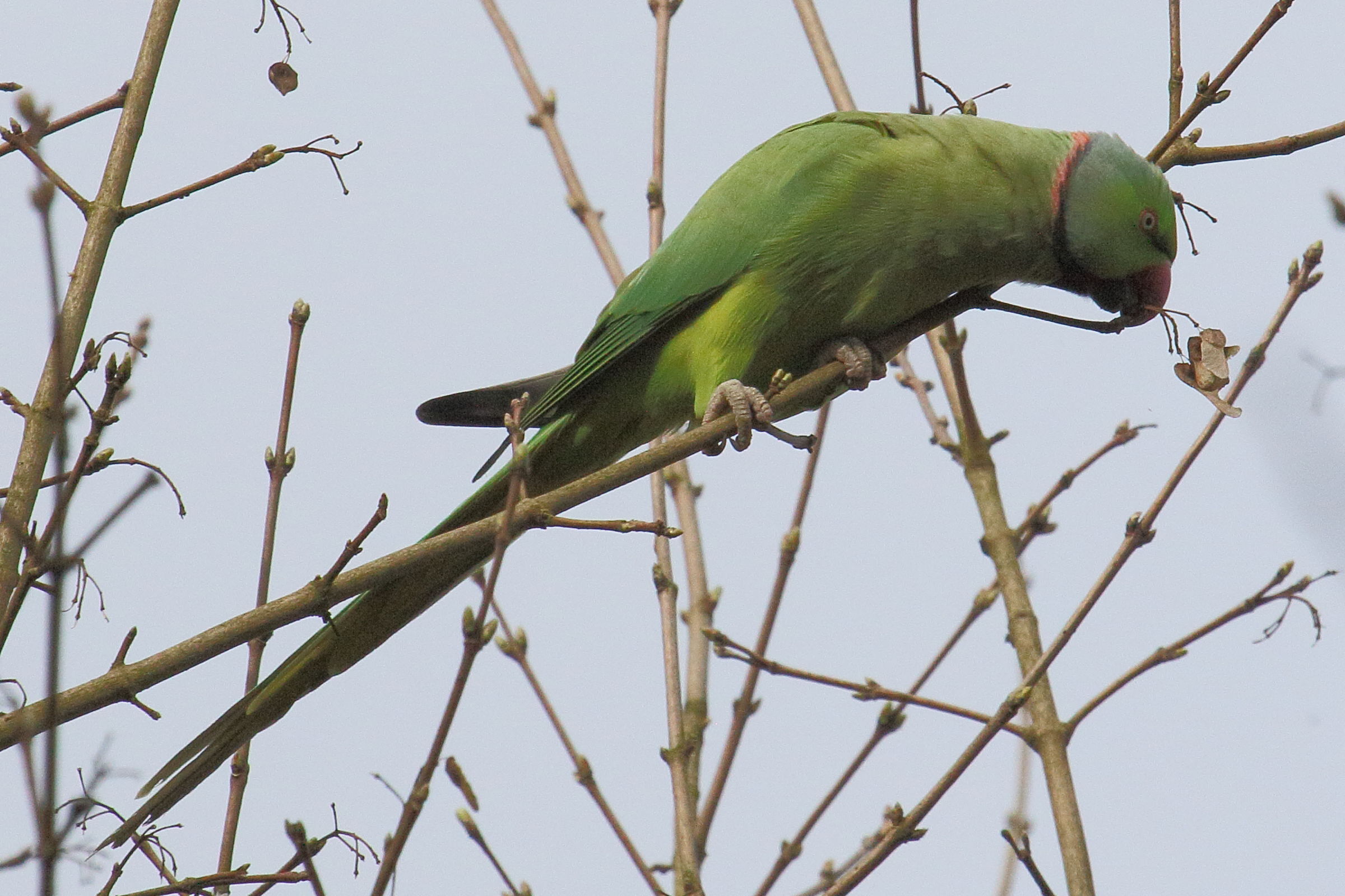 perruche_a_collier_-_psittacula_krameri7bd