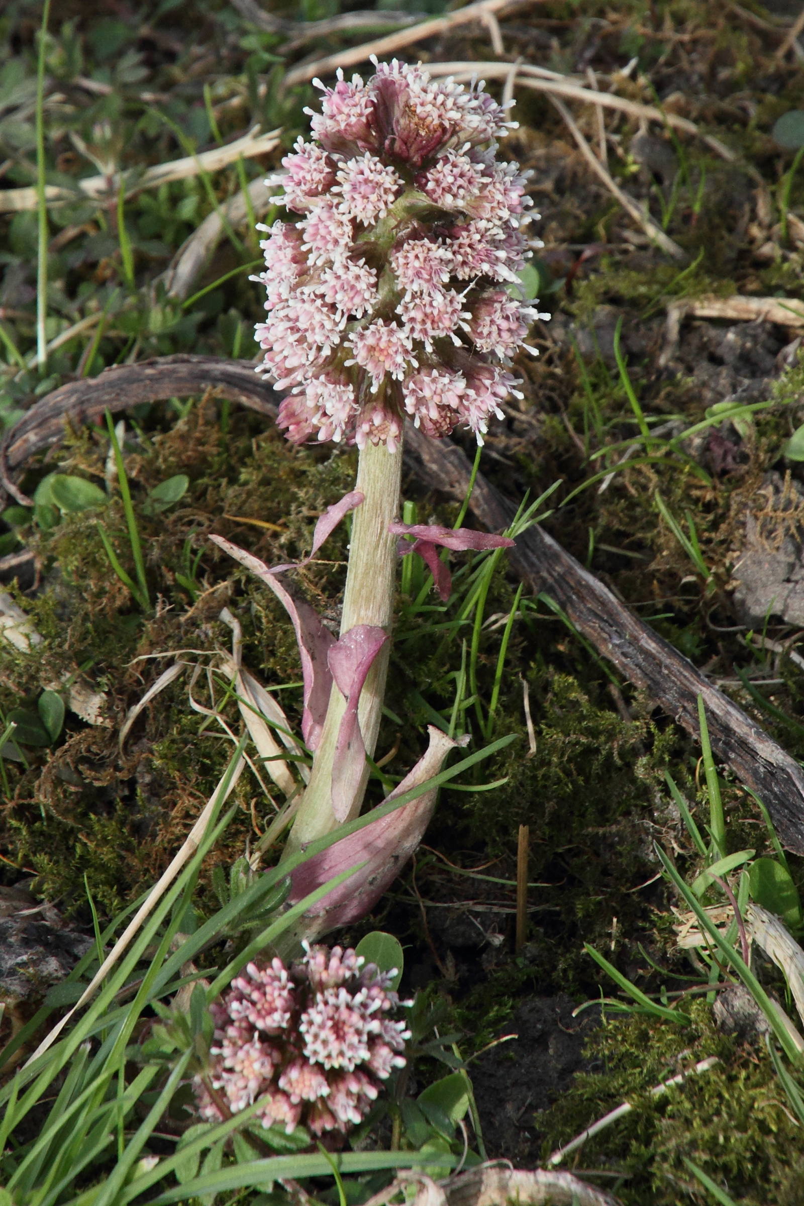 Afficher le média petasites_pyrenaicus4md petasites_pyrenaicus4md