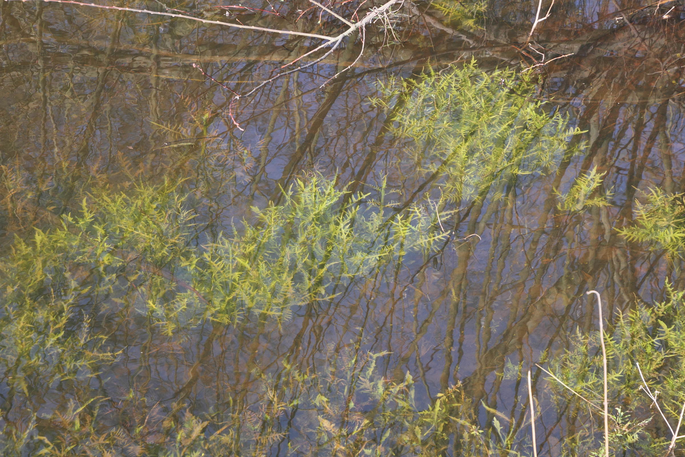 Afficher le média rorippa_amphibia6md rorippa_amphibia6md