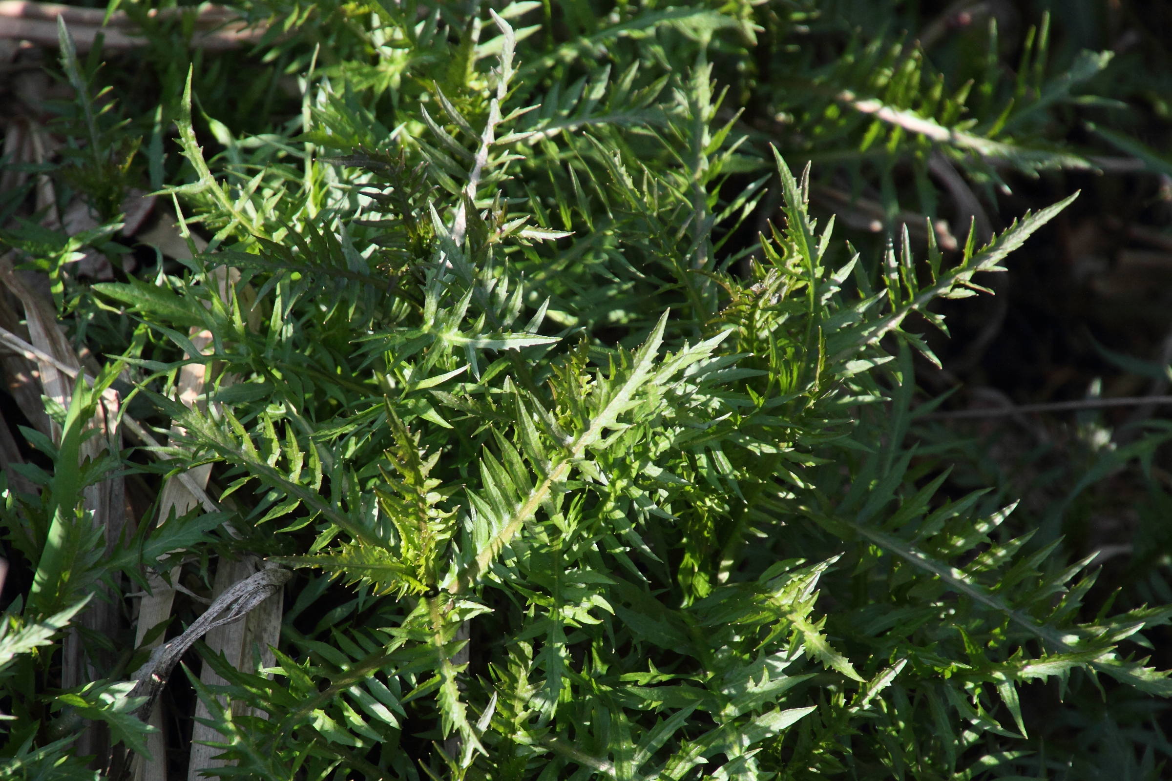 Afficher le média rorippa_amphibia7md rorippa_amphibia7md