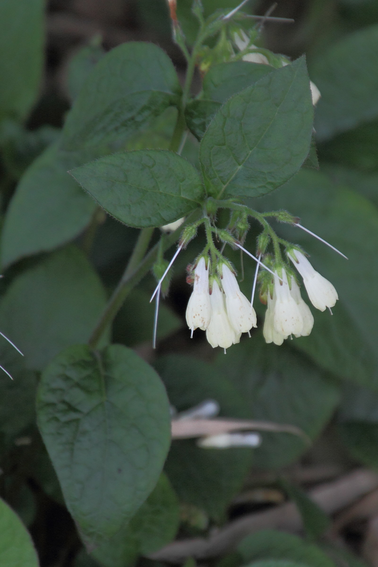 Afficher le média symphytum_grandiflorum1md symphytum_grandiflorum1md