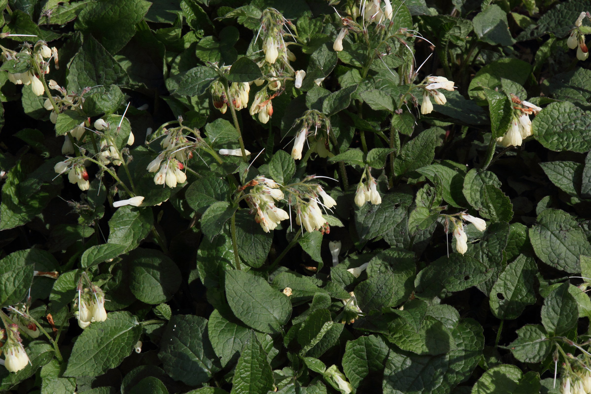 Afficher le média symphytum_grandiflorum2md symphytum_grandiflorum2md