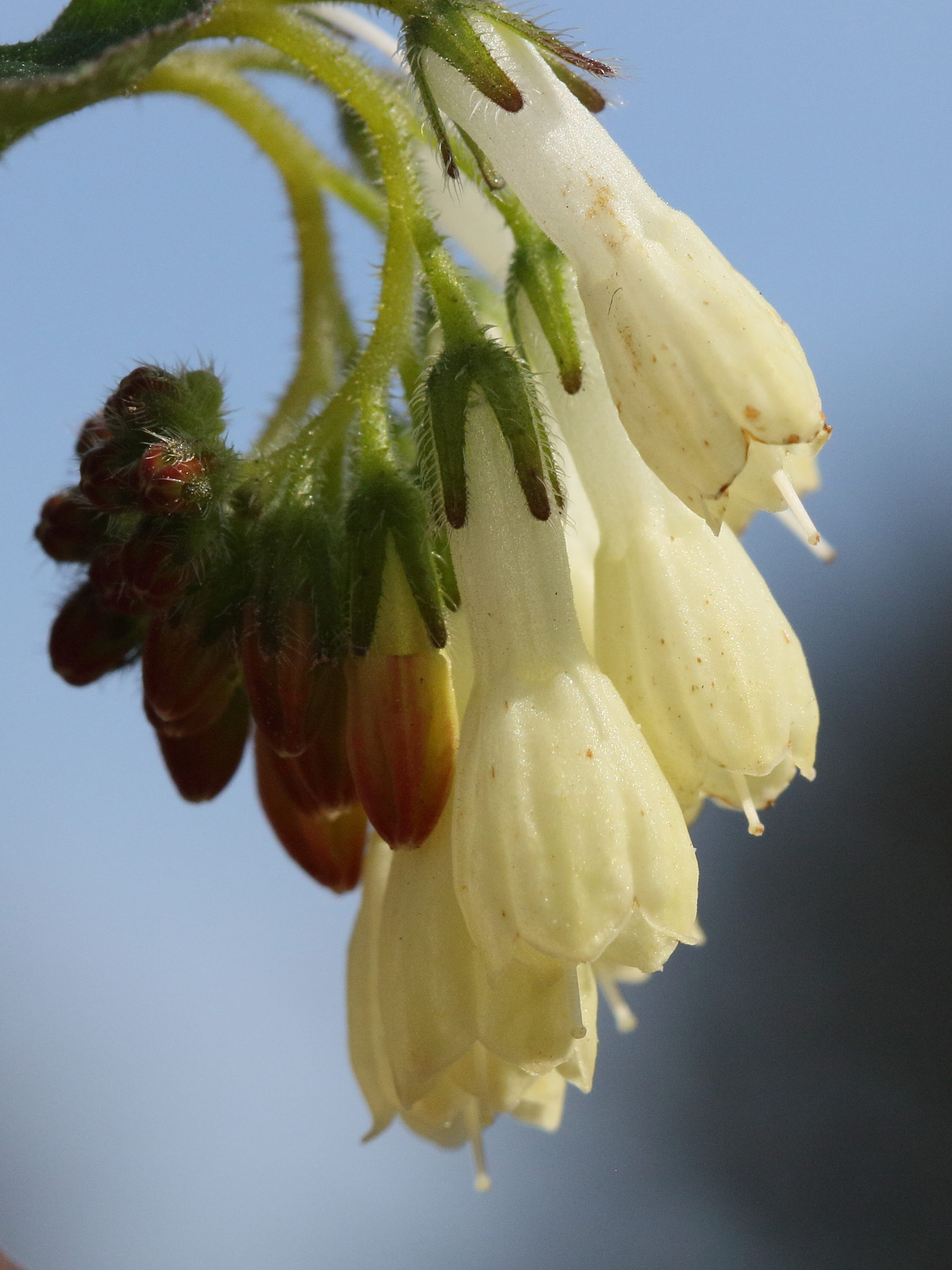 Afficher le média symphytum_grandiflorum3md symphytum_grandiflorum3md