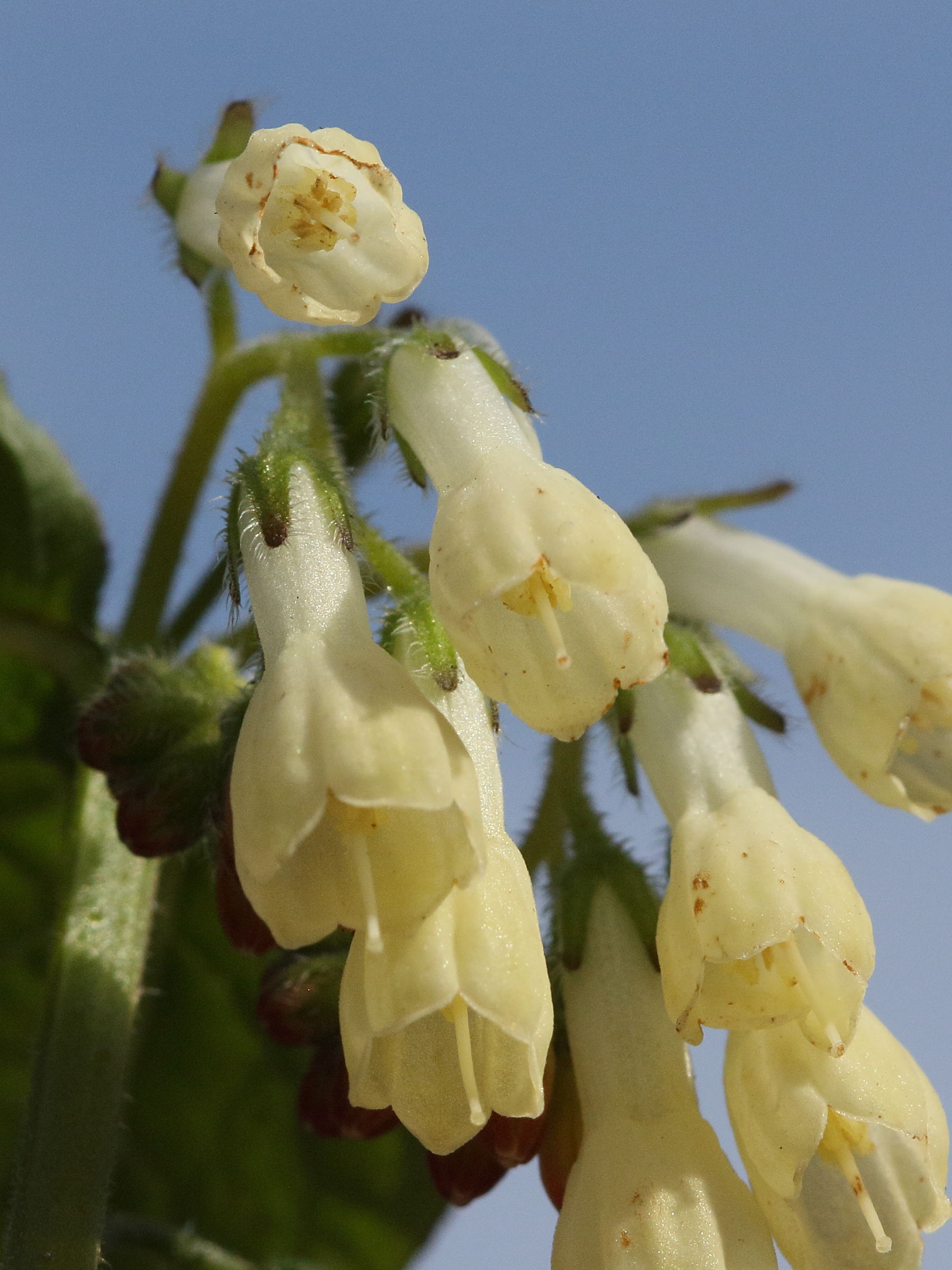 Afficher le média symphytum_grandiflorum4md symphytum_grandiflorum4md