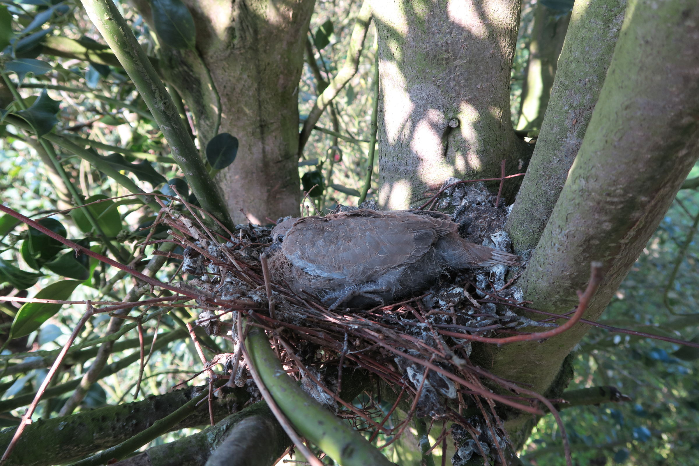 tourterelle_turcque_-_streptopelia_decaocto7bd