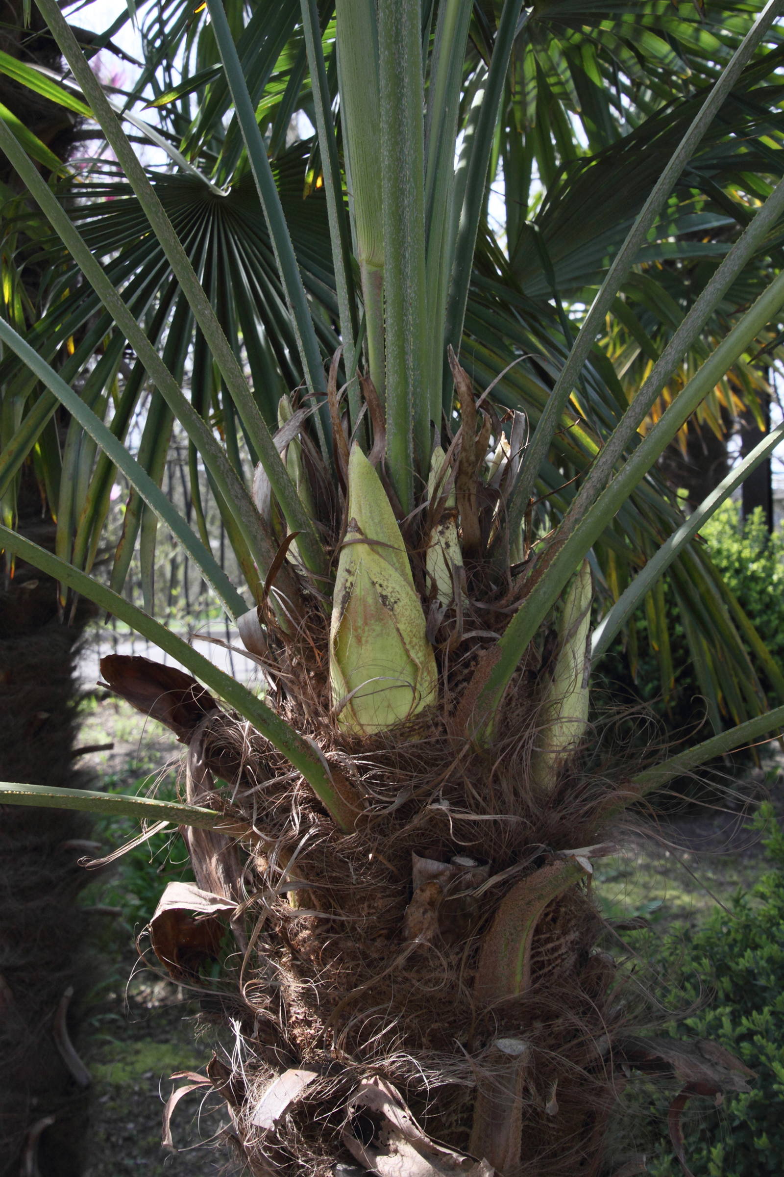 Afficher le média trachycarpus_fortunei10md trachycarpus_fortunei10md