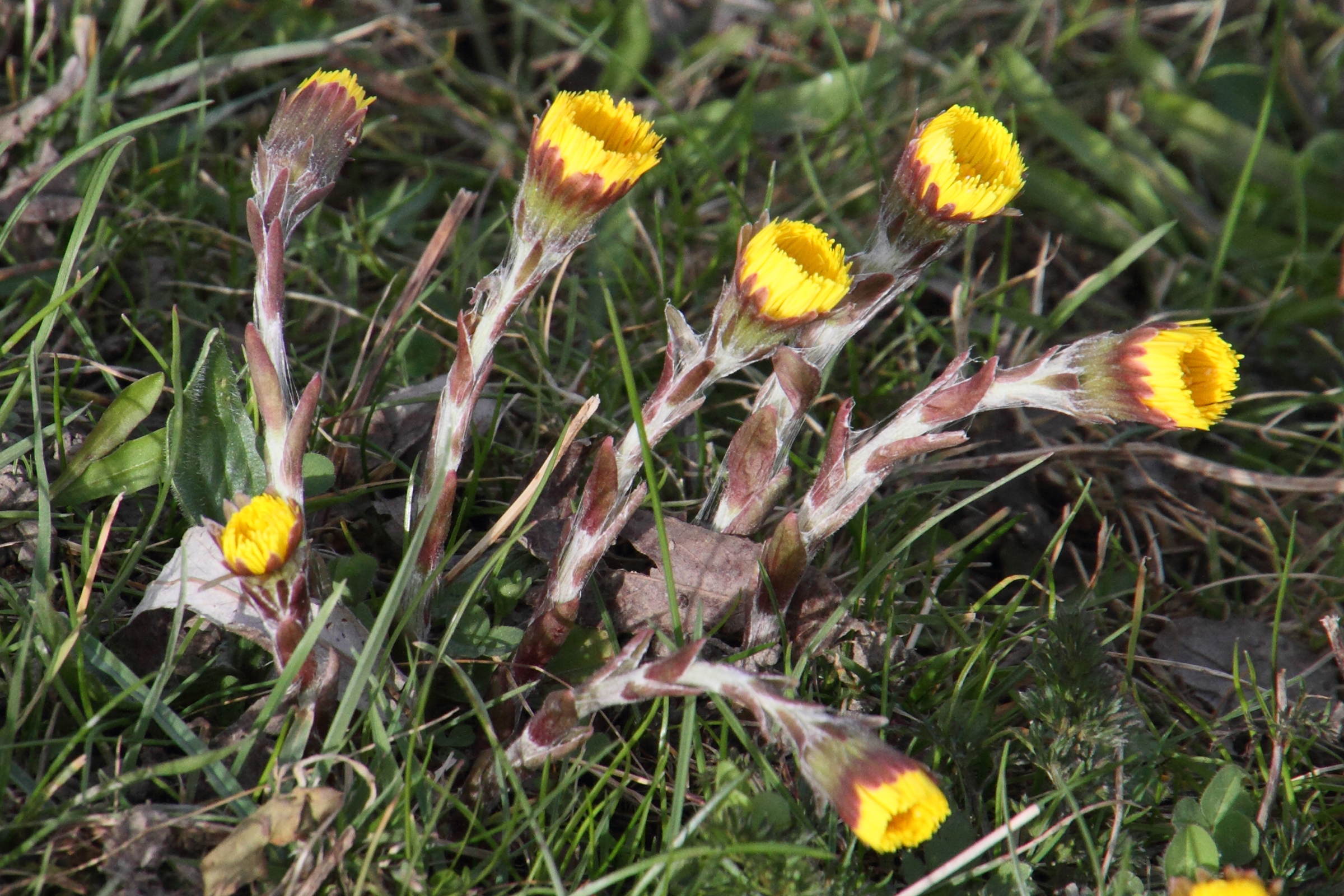 tussilago_farfara7md