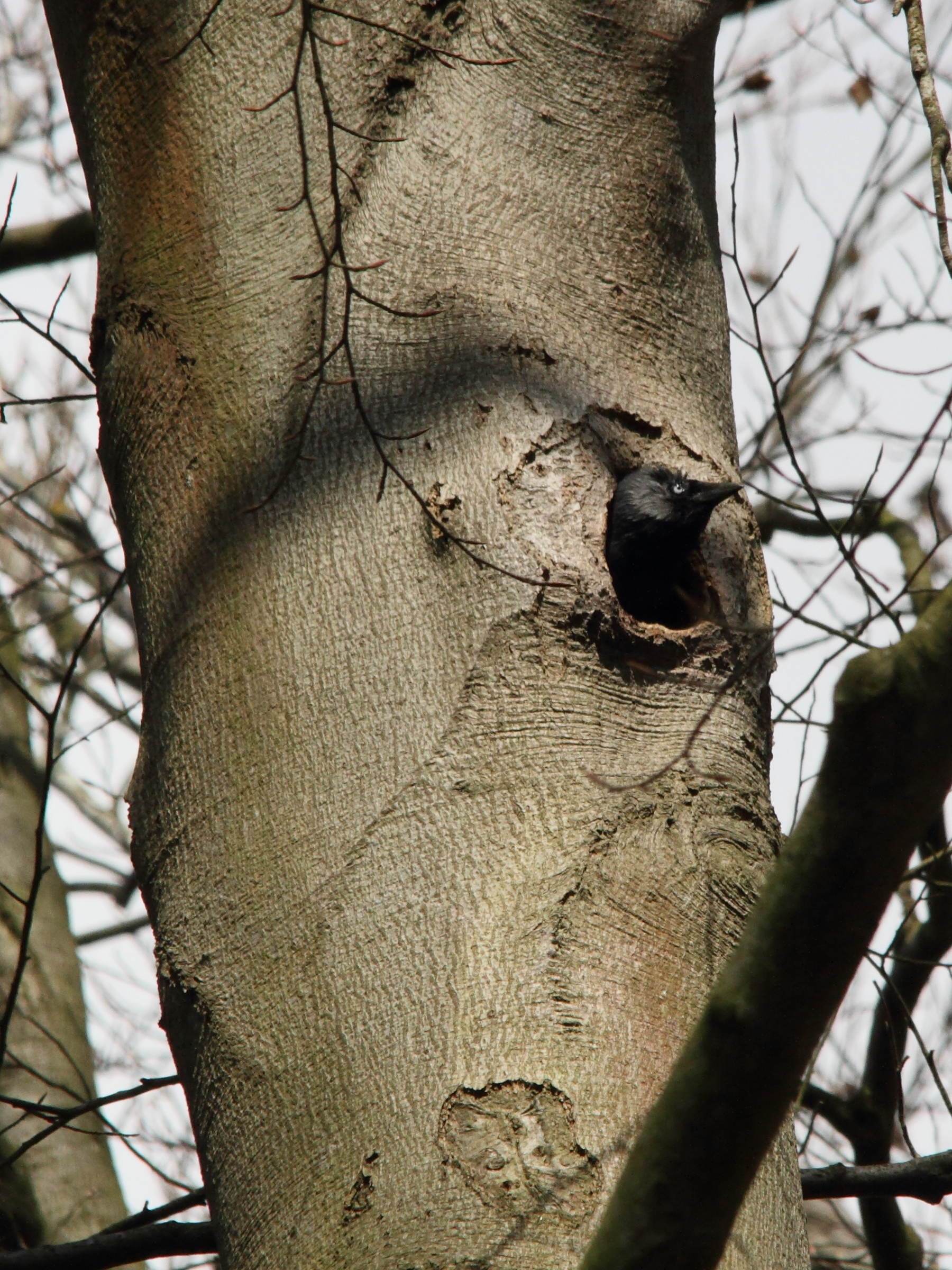 choucas_des_tours_-_corvus_monedula8md