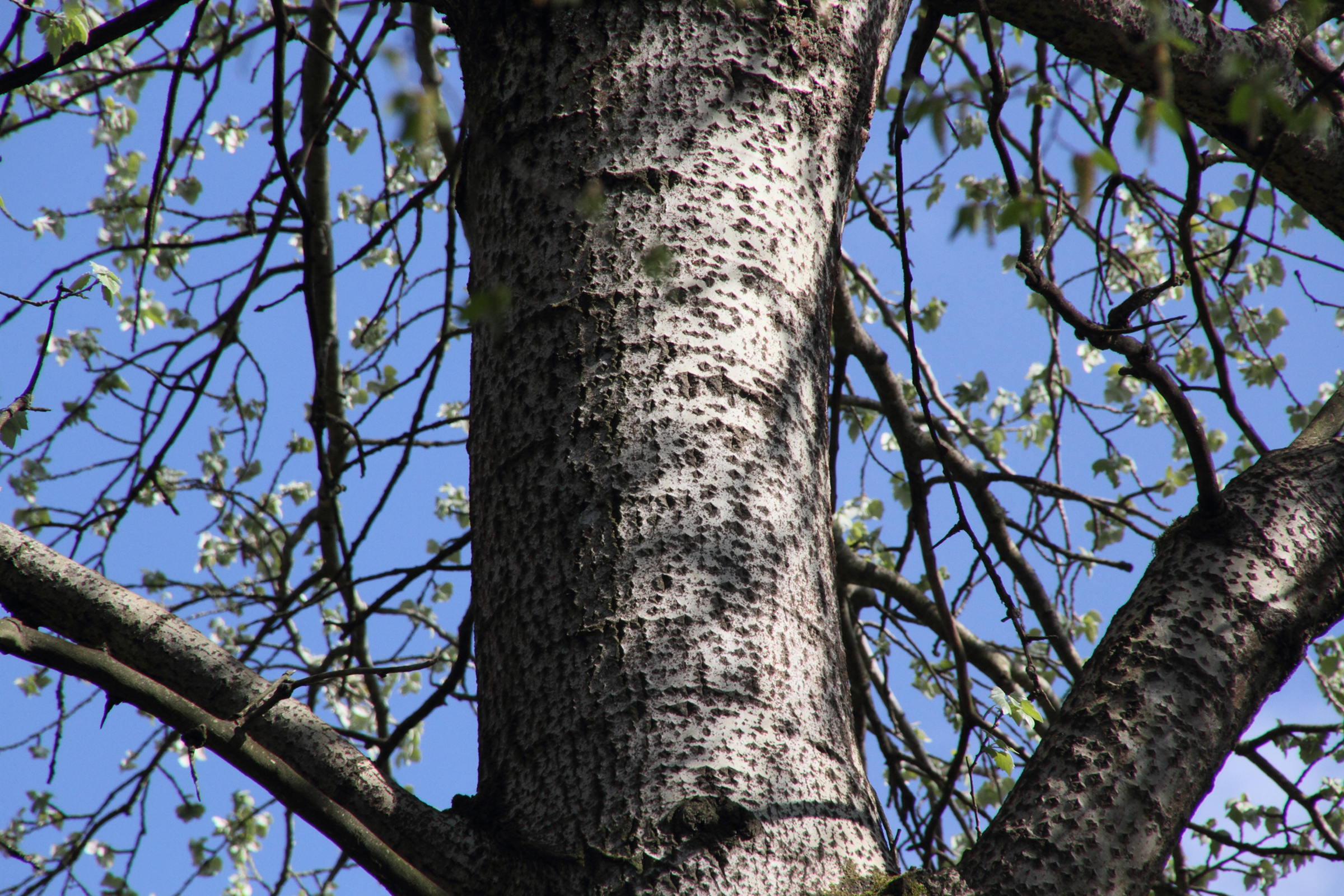 populus_tremula4md