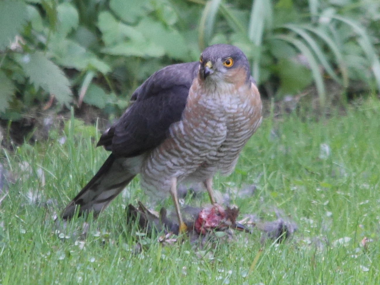 Afficher le média accipiter_nisus7md accipiter_nisus7md