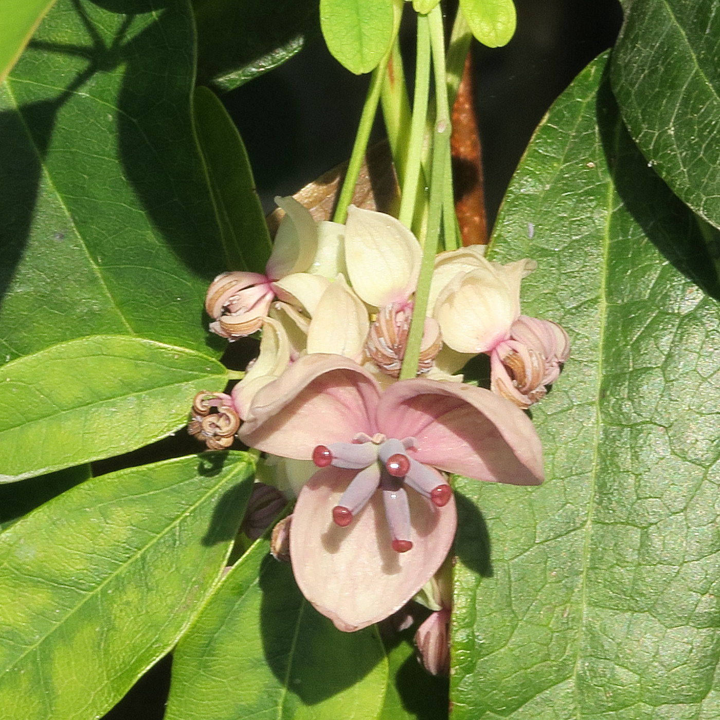 Afficher le média akebia_quinata4md akebia_quinata4md