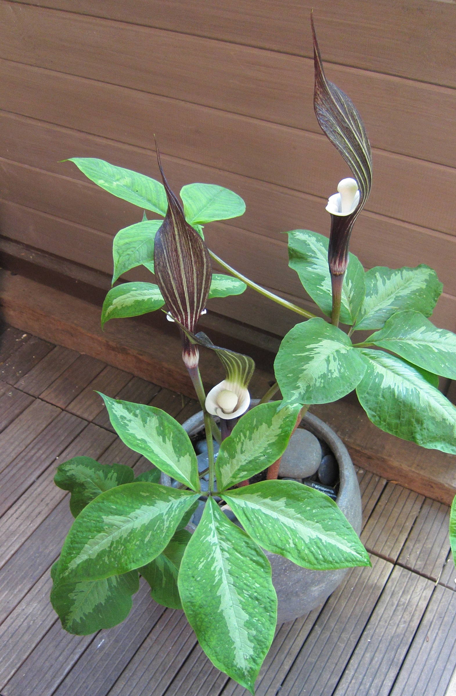 arisaema_sikokianum1bd