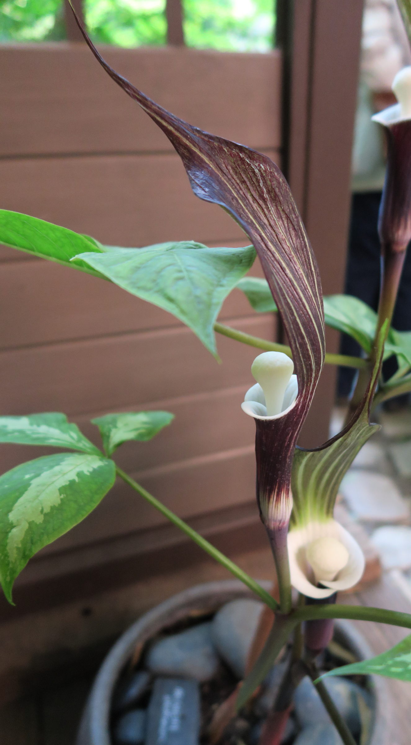 arisaema_sikokianum2md